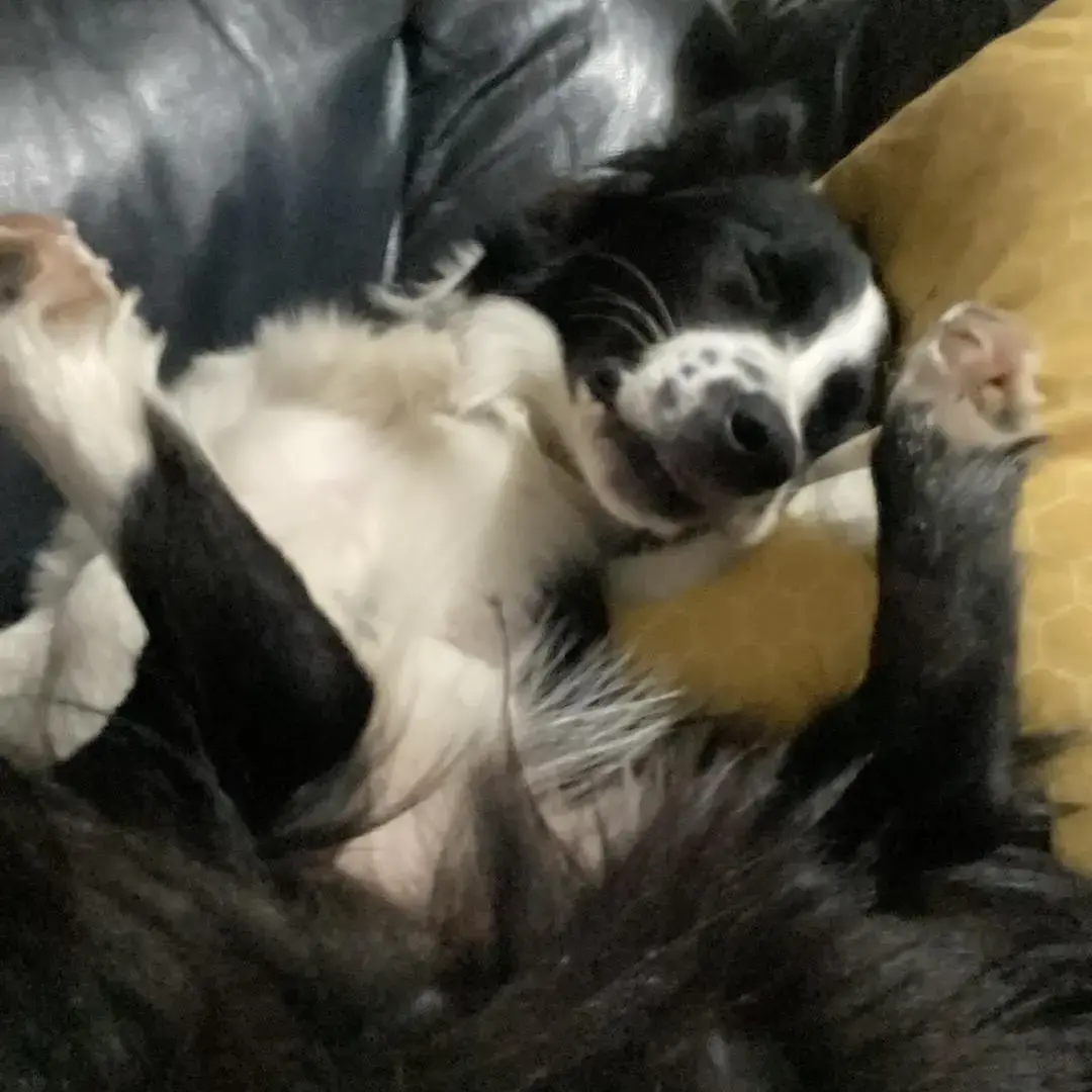 Border Collie