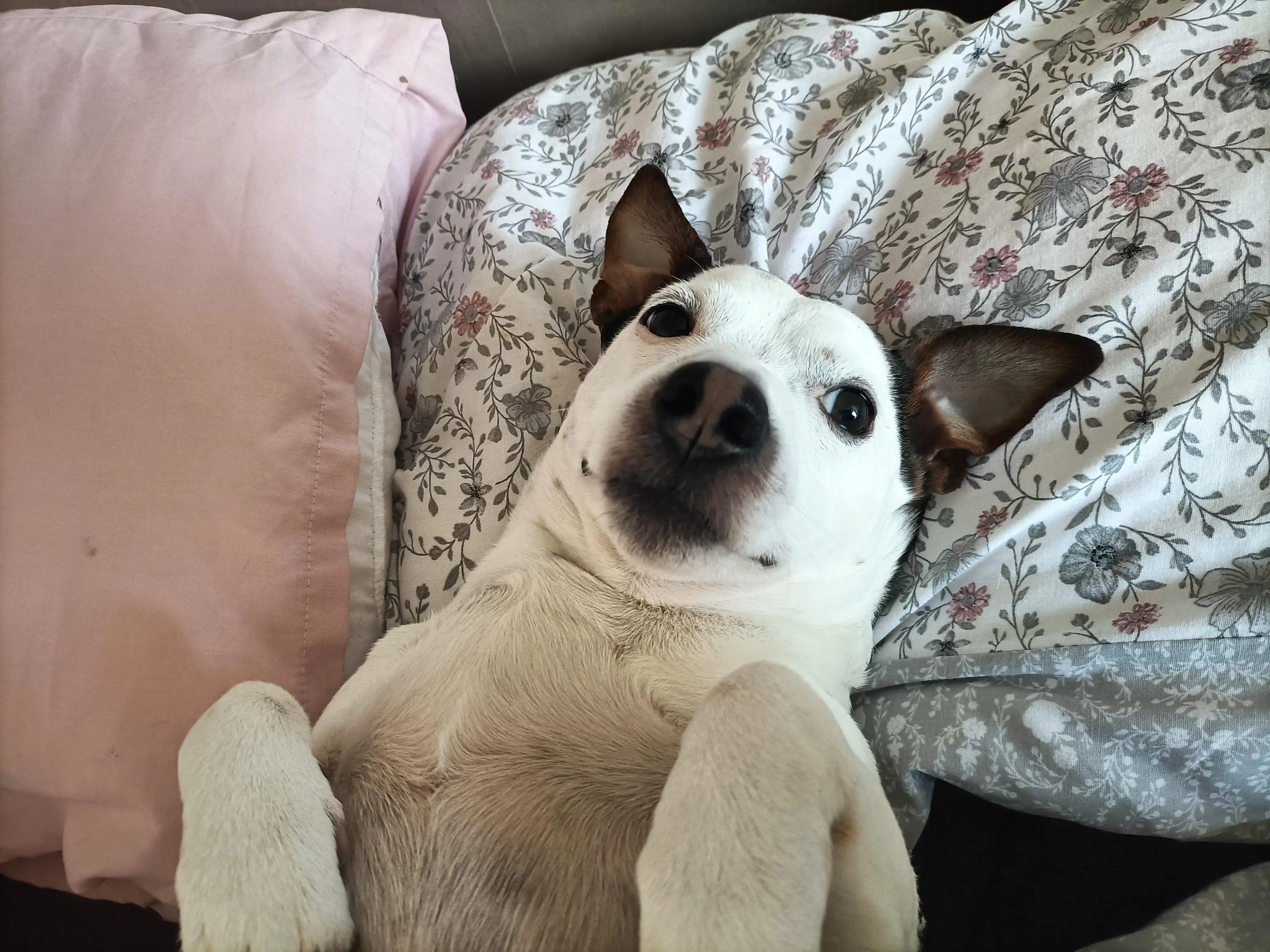 Jack Russell Terrier