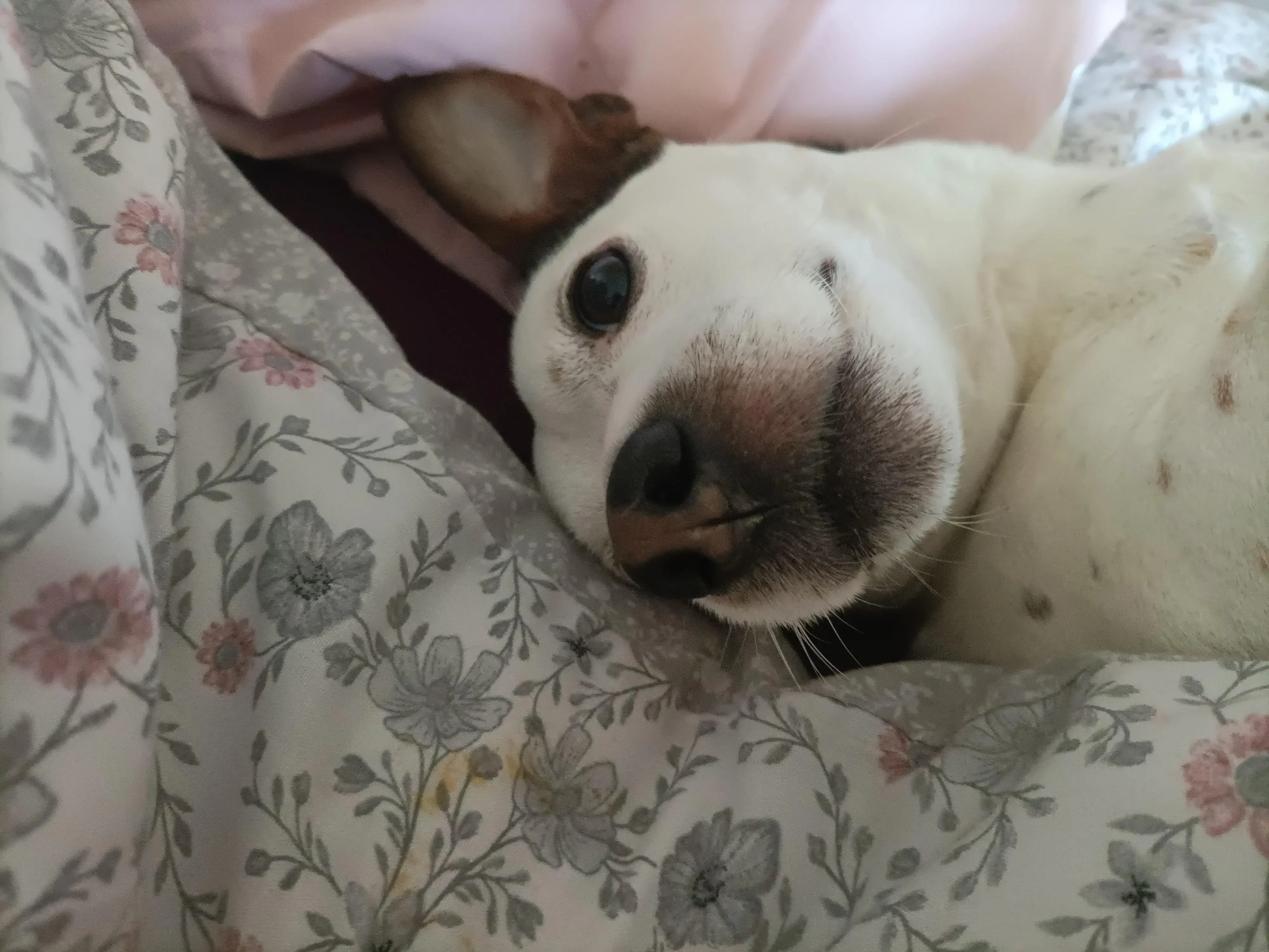 Jack Russell Terrier