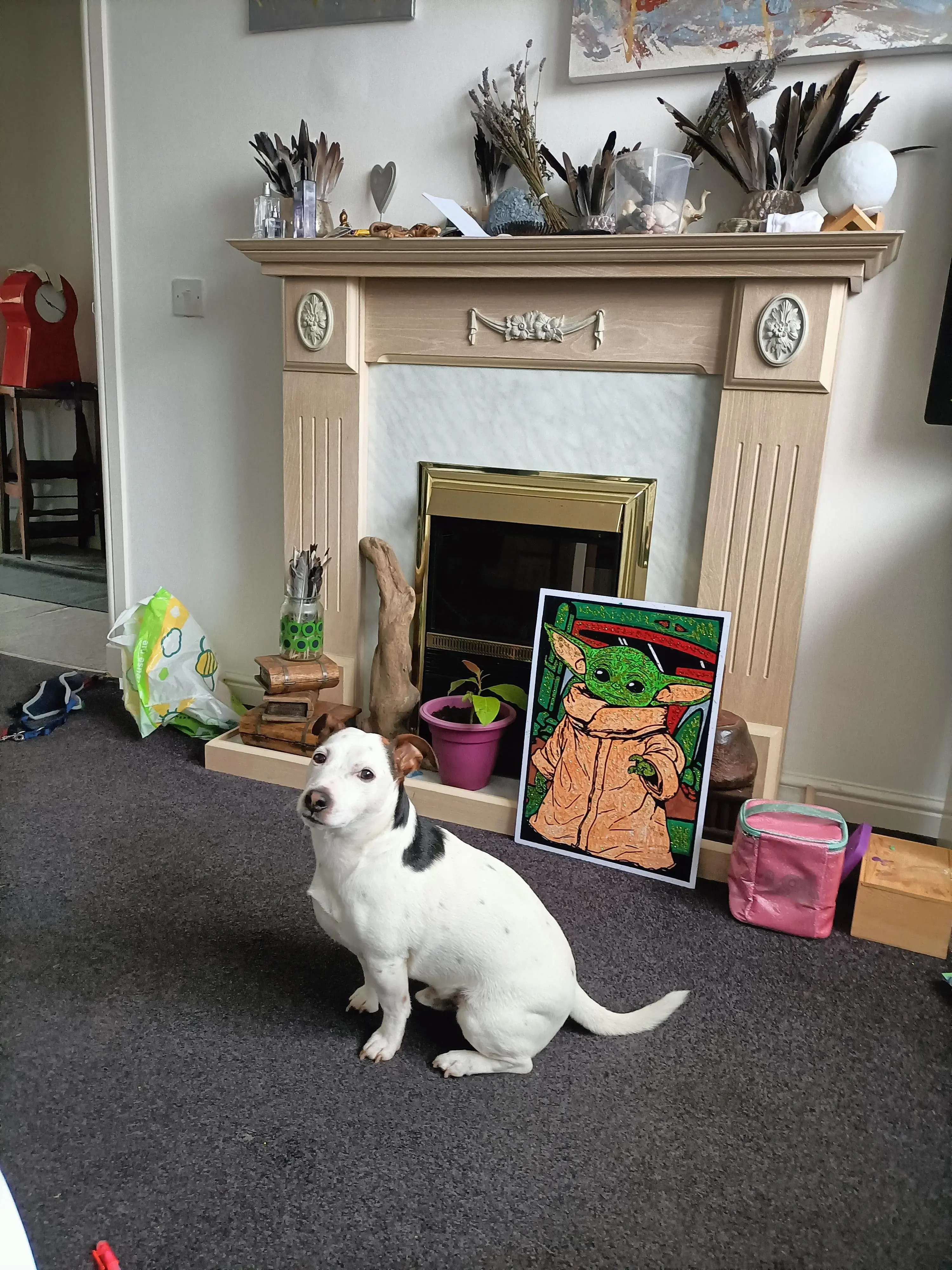 Jack Russell Terrier