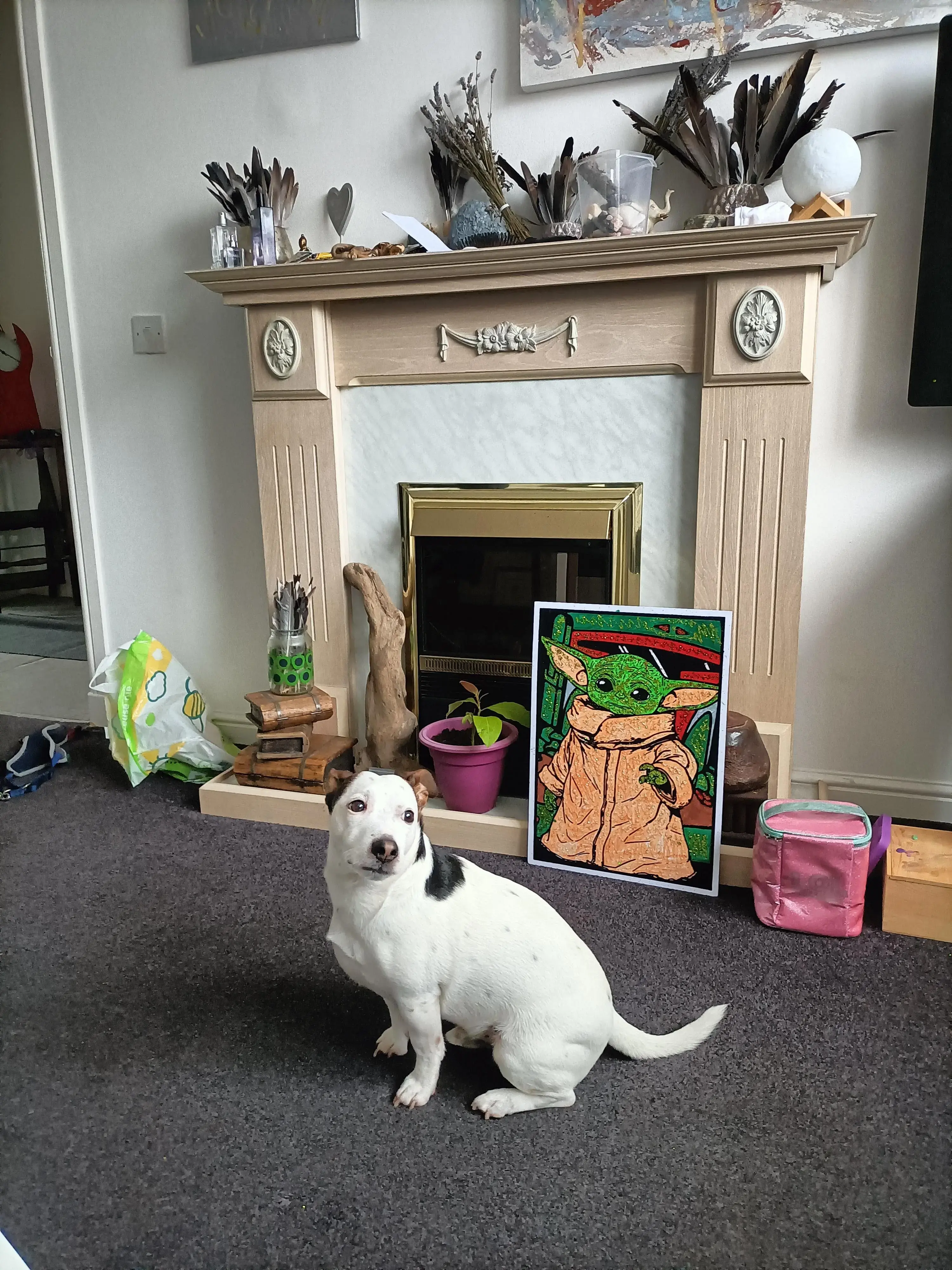 Jack Russell Terrier