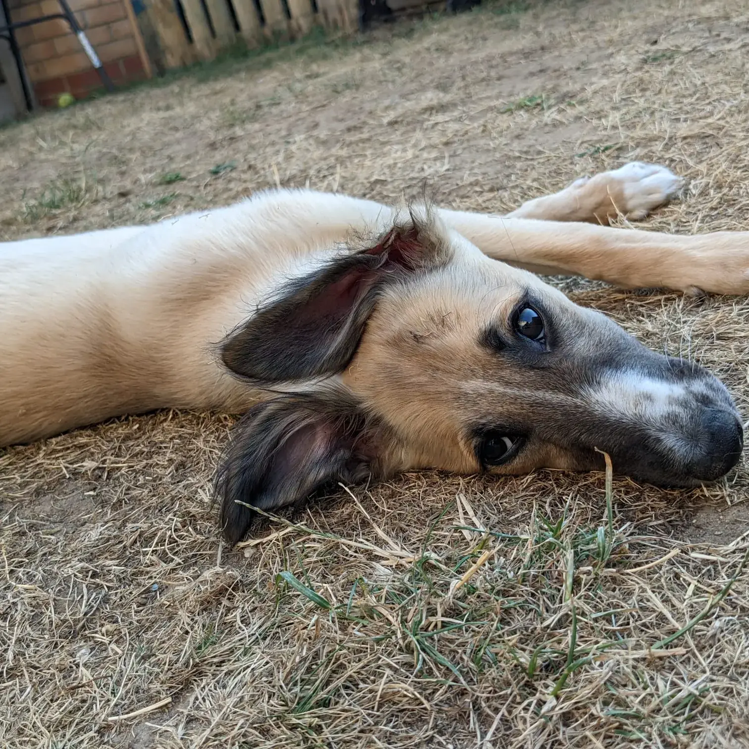 Lurcher