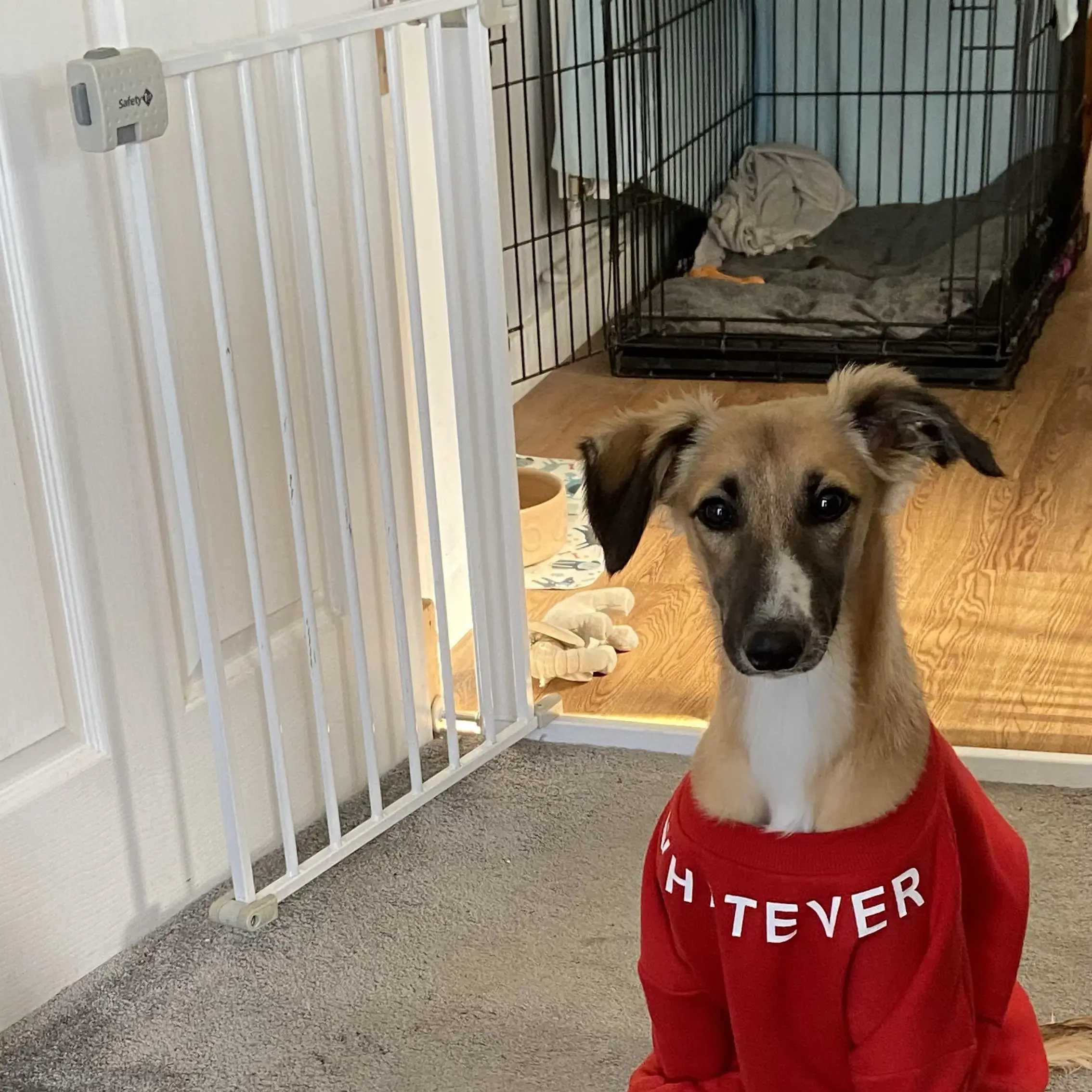 Lurcher