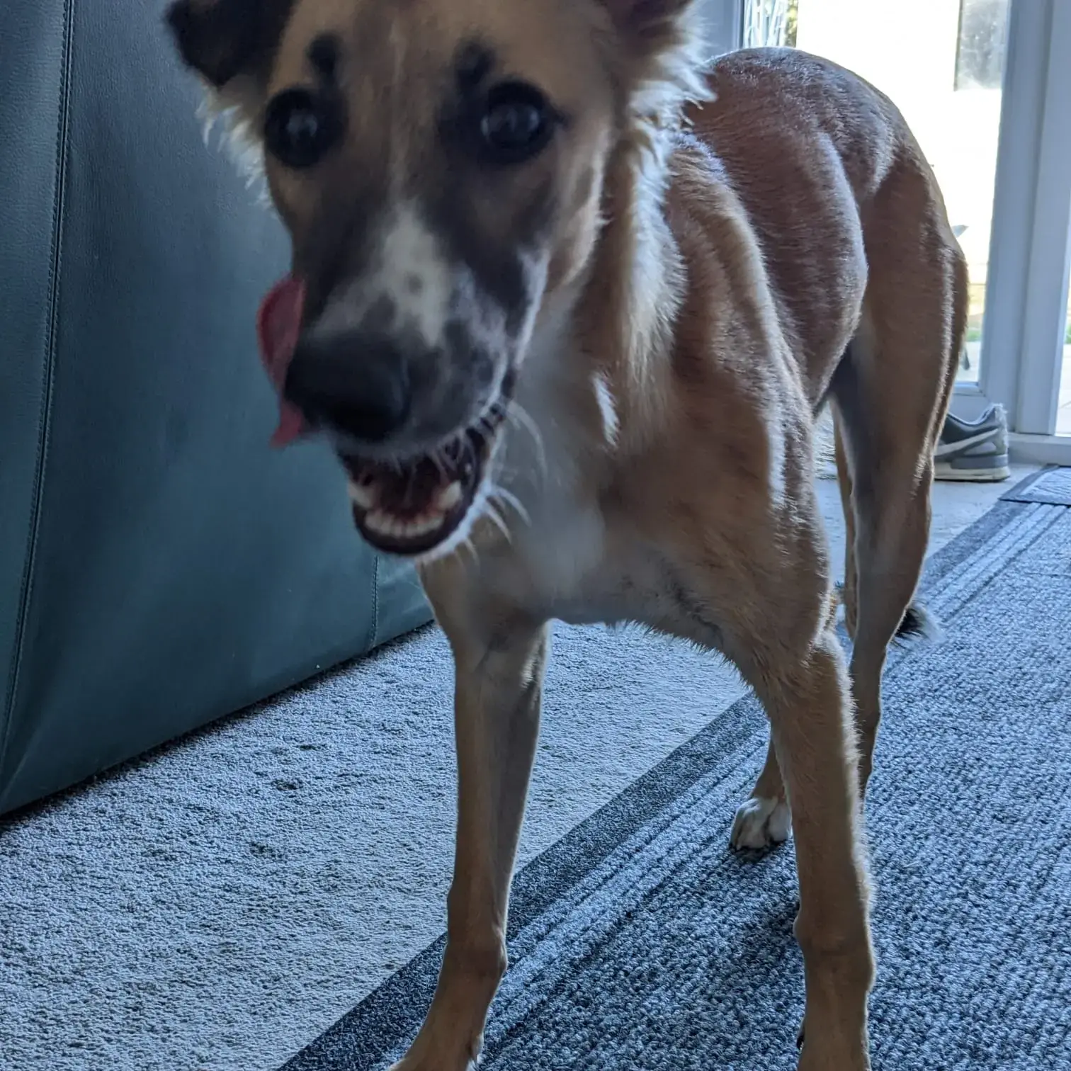 Lurcher