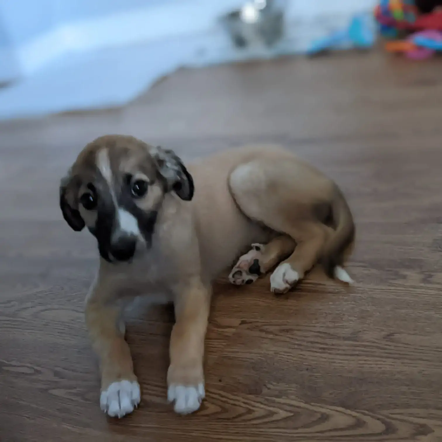 Lurcher