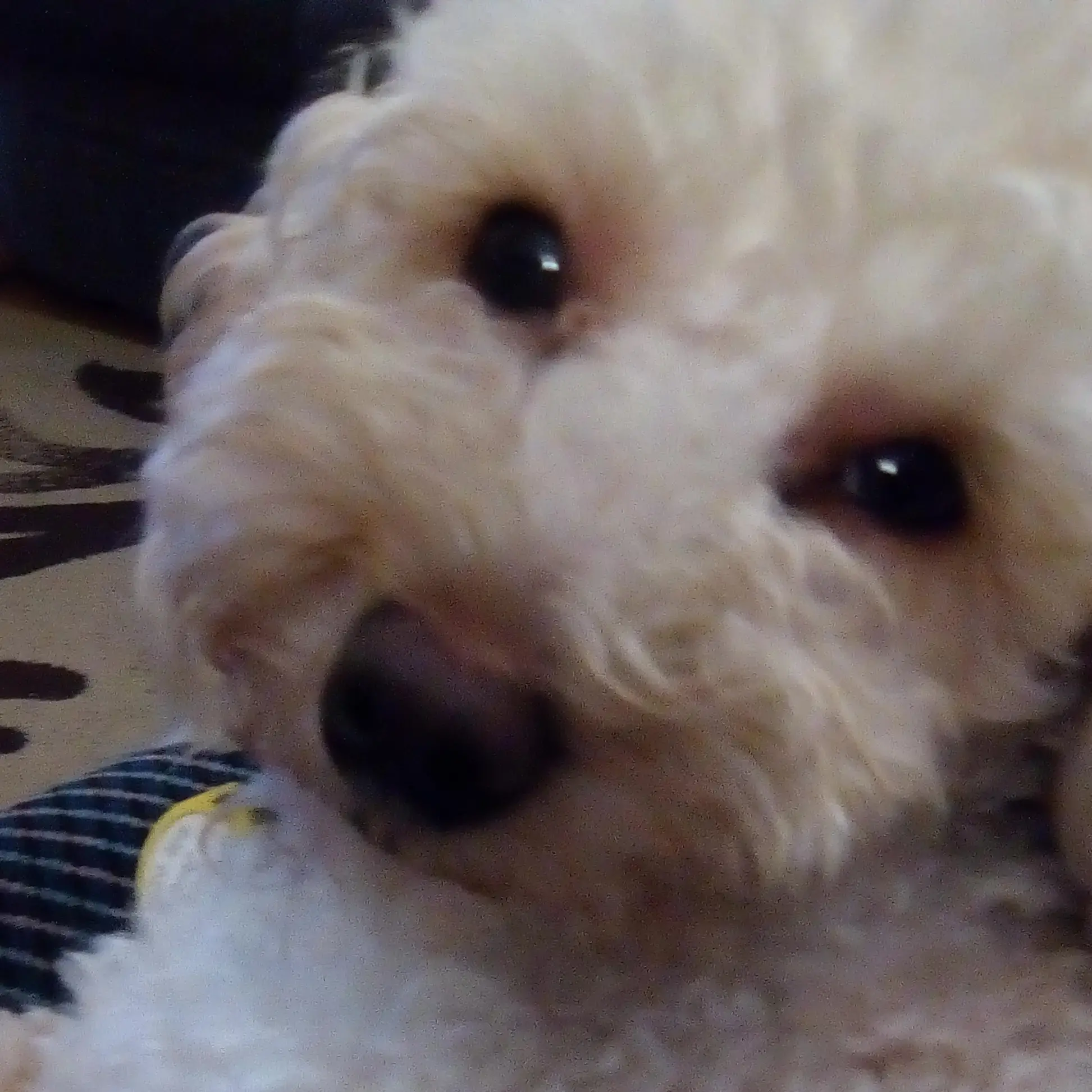 Poodle (Toy)
