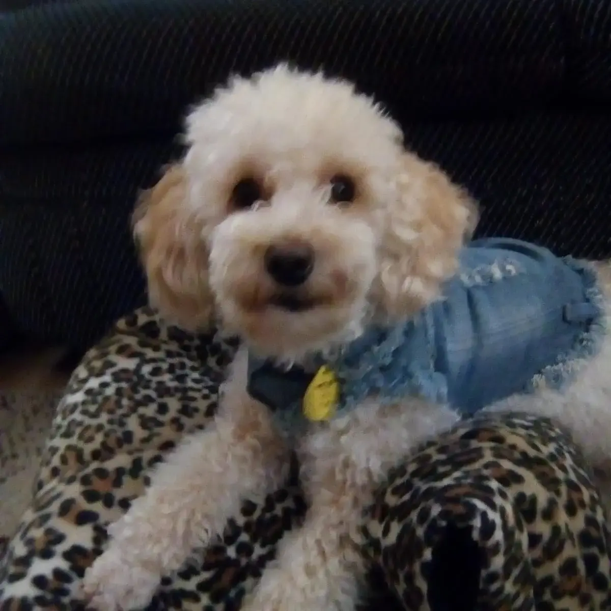 Poodle (Toy)