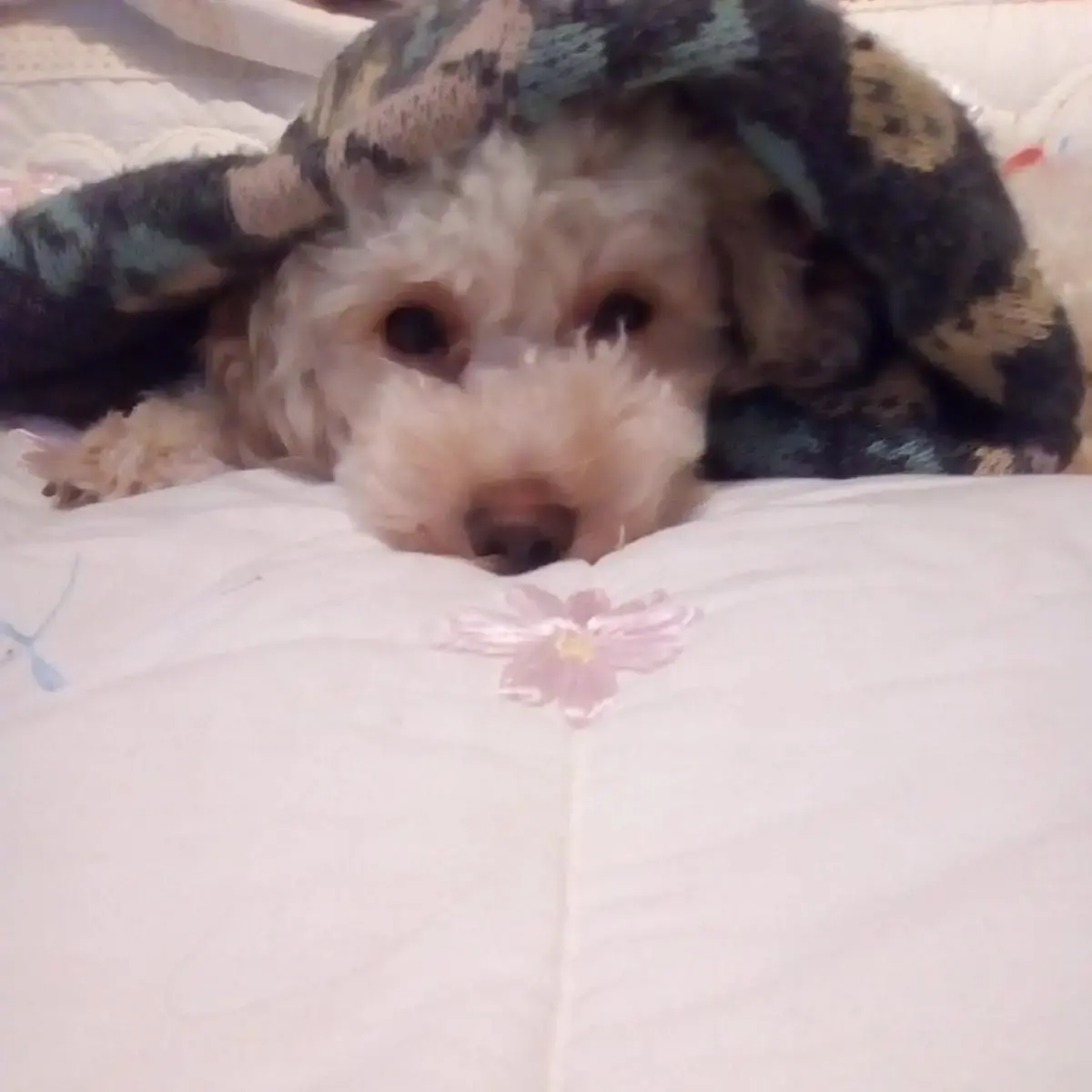 Poodle (Toy)
