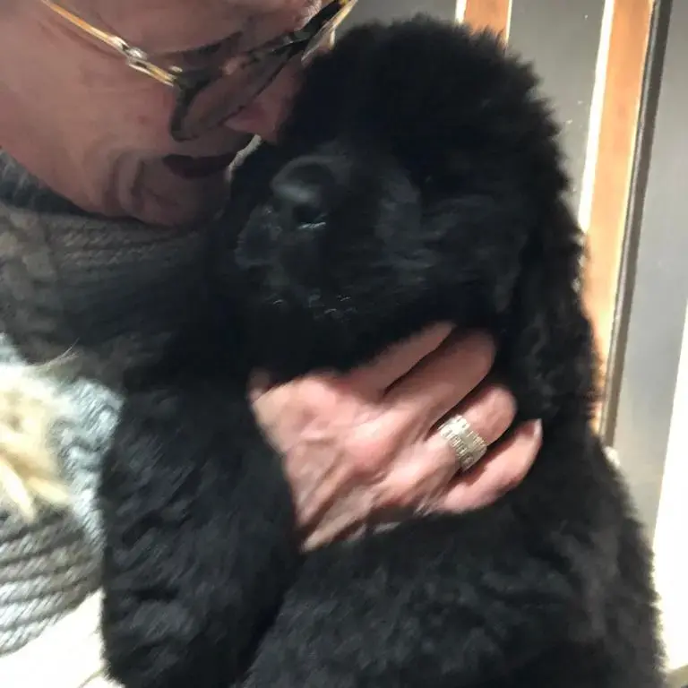 Newfoundland