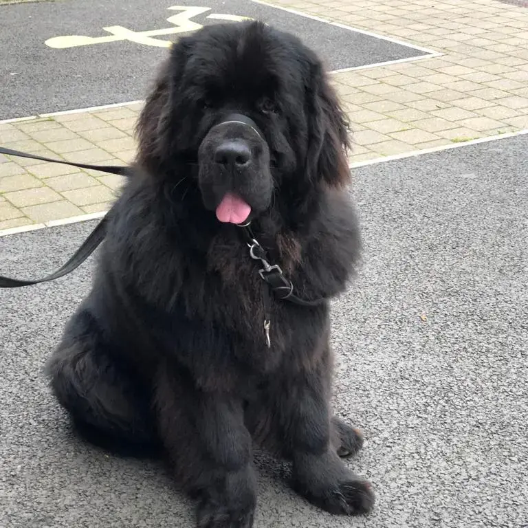 Newfoundland