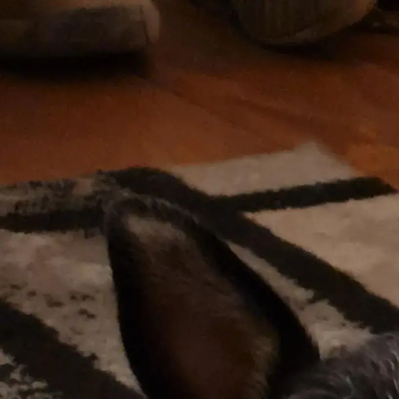 Parson Russell Terrier