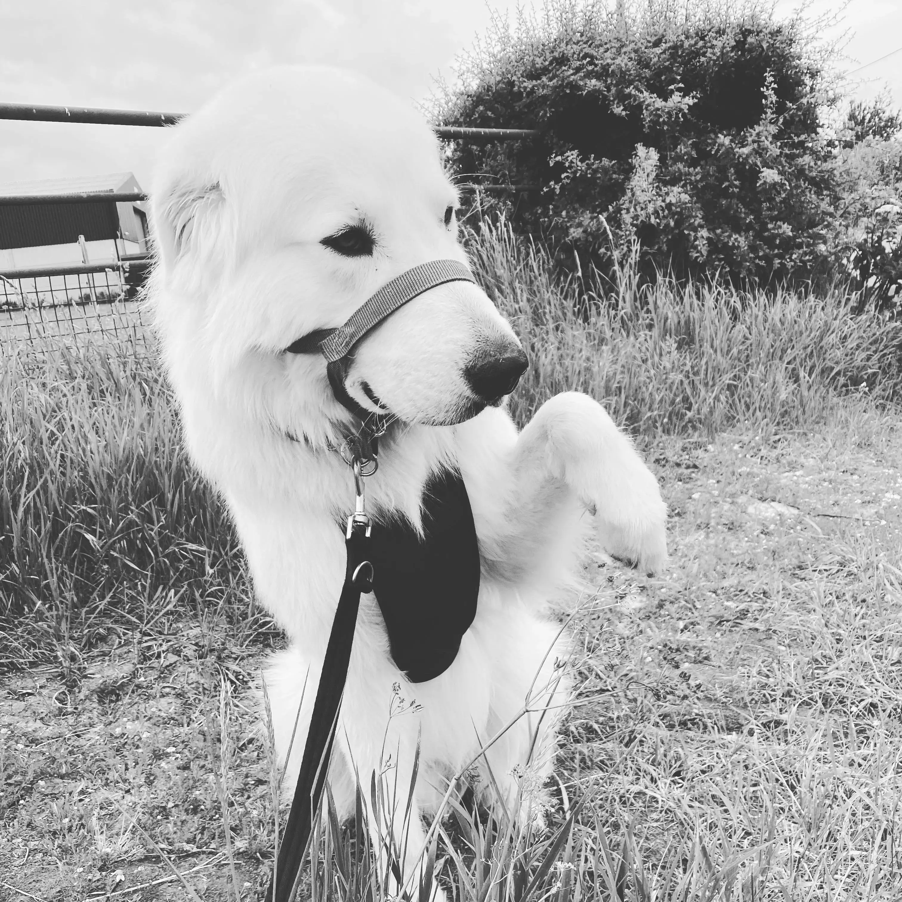 Maremma Sheepdog
