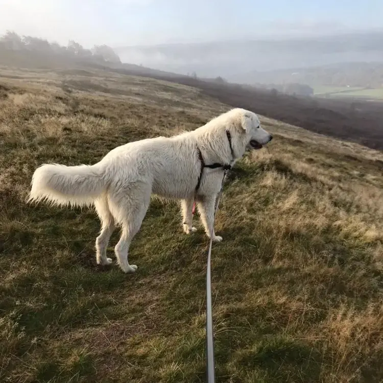 Maremma Sheepdog