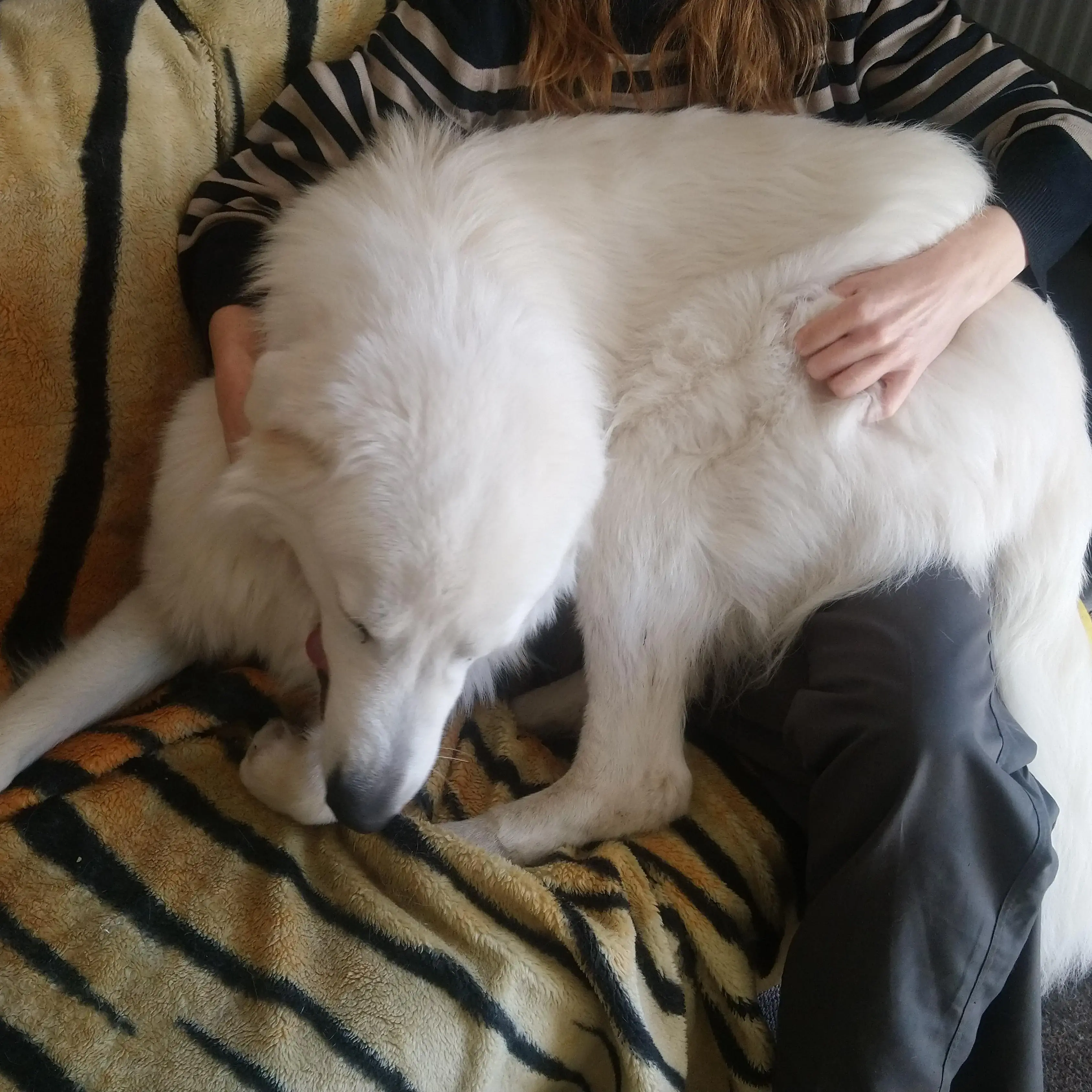 Maremma Sheepdog