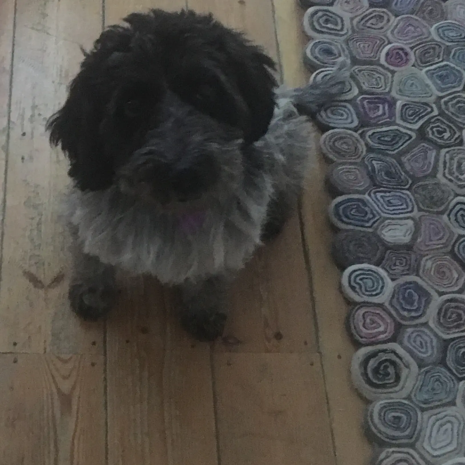 Cocker Spaniel (English)