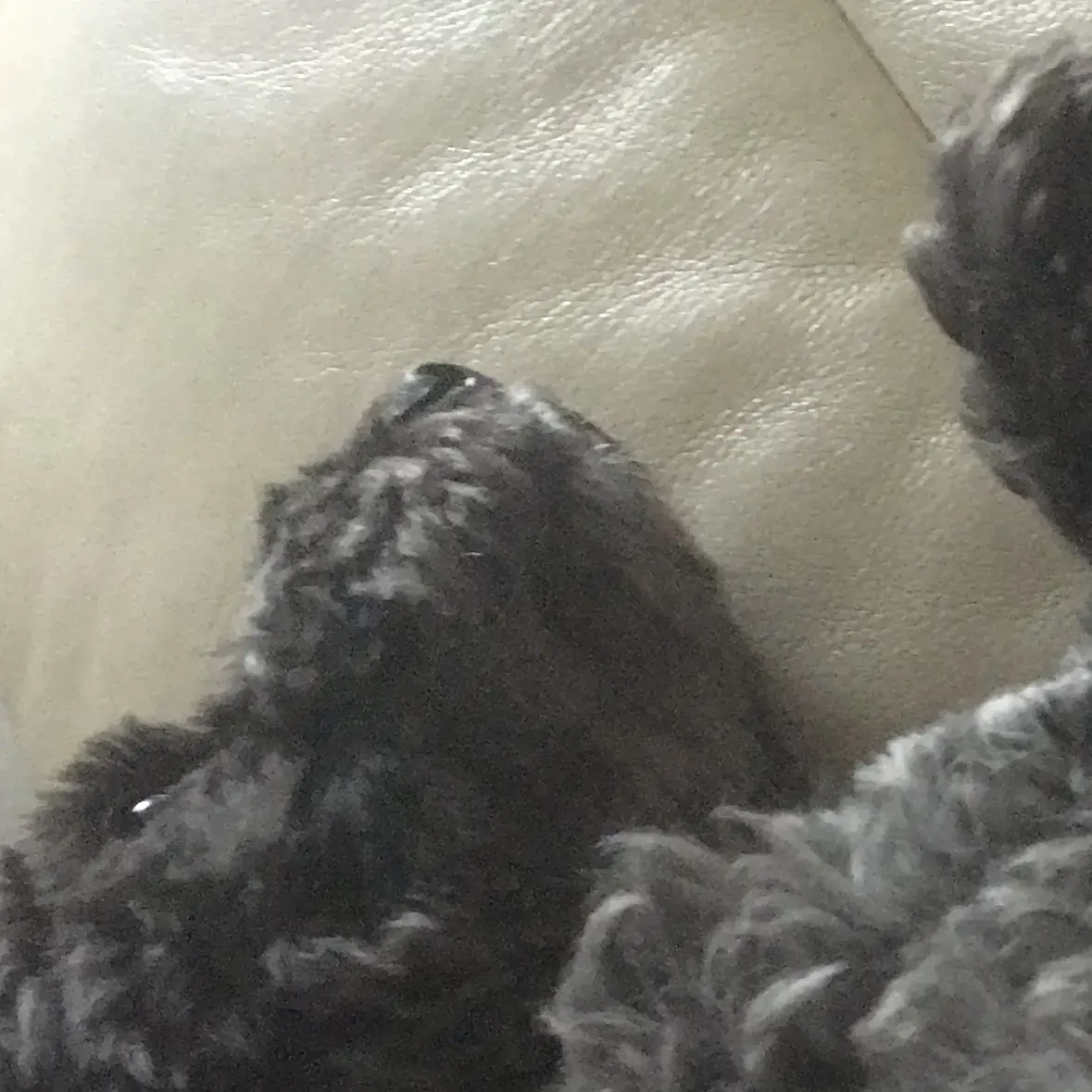 Cocker Spaniel (English)