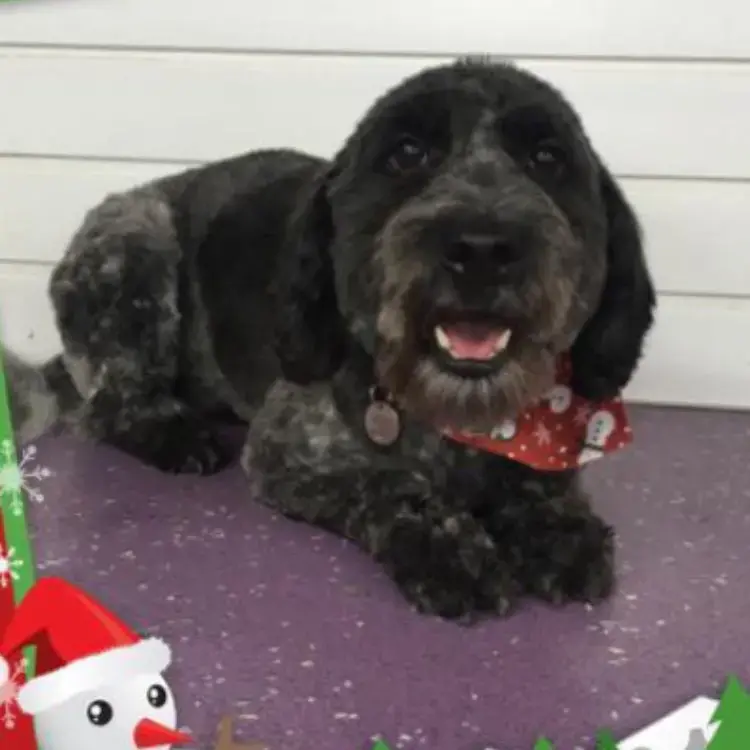 Cocker Spaniel (English)