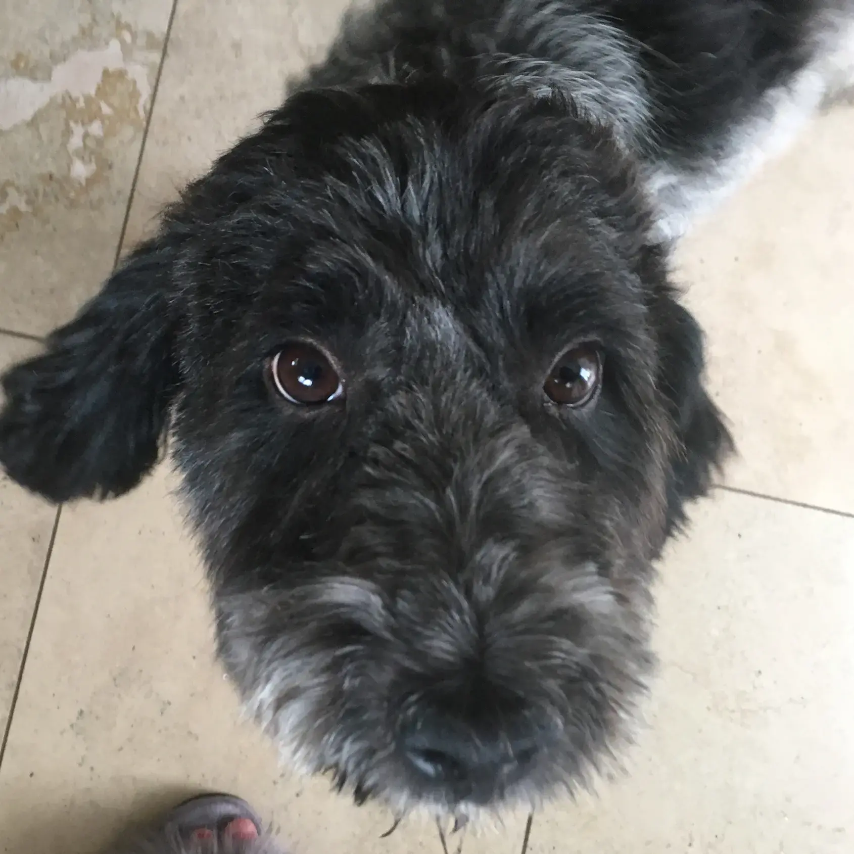 Cocker Spaniel (English)