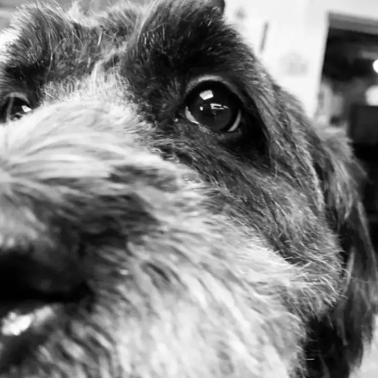 Cocker Spaniel (English)