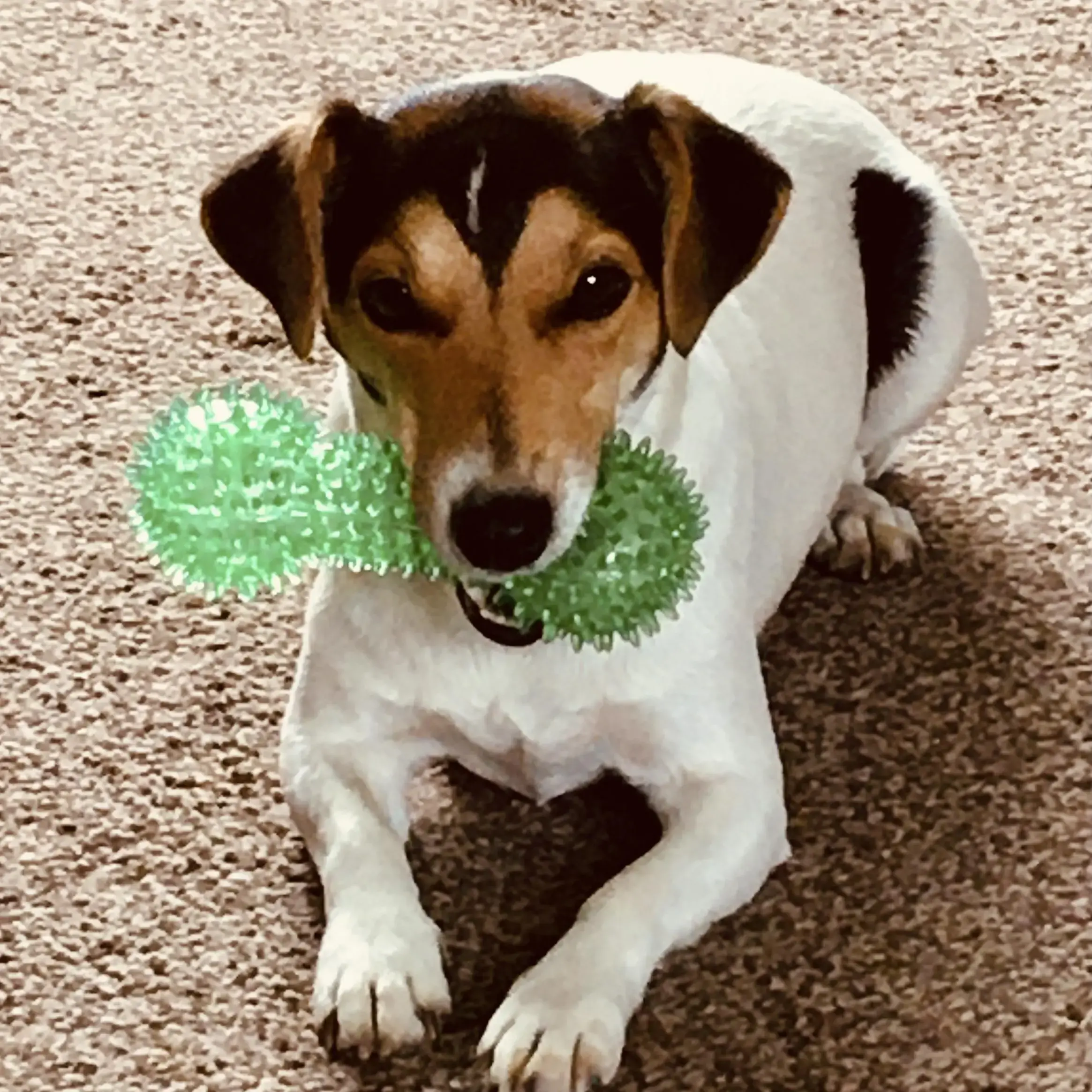 Jack Russell Terrier