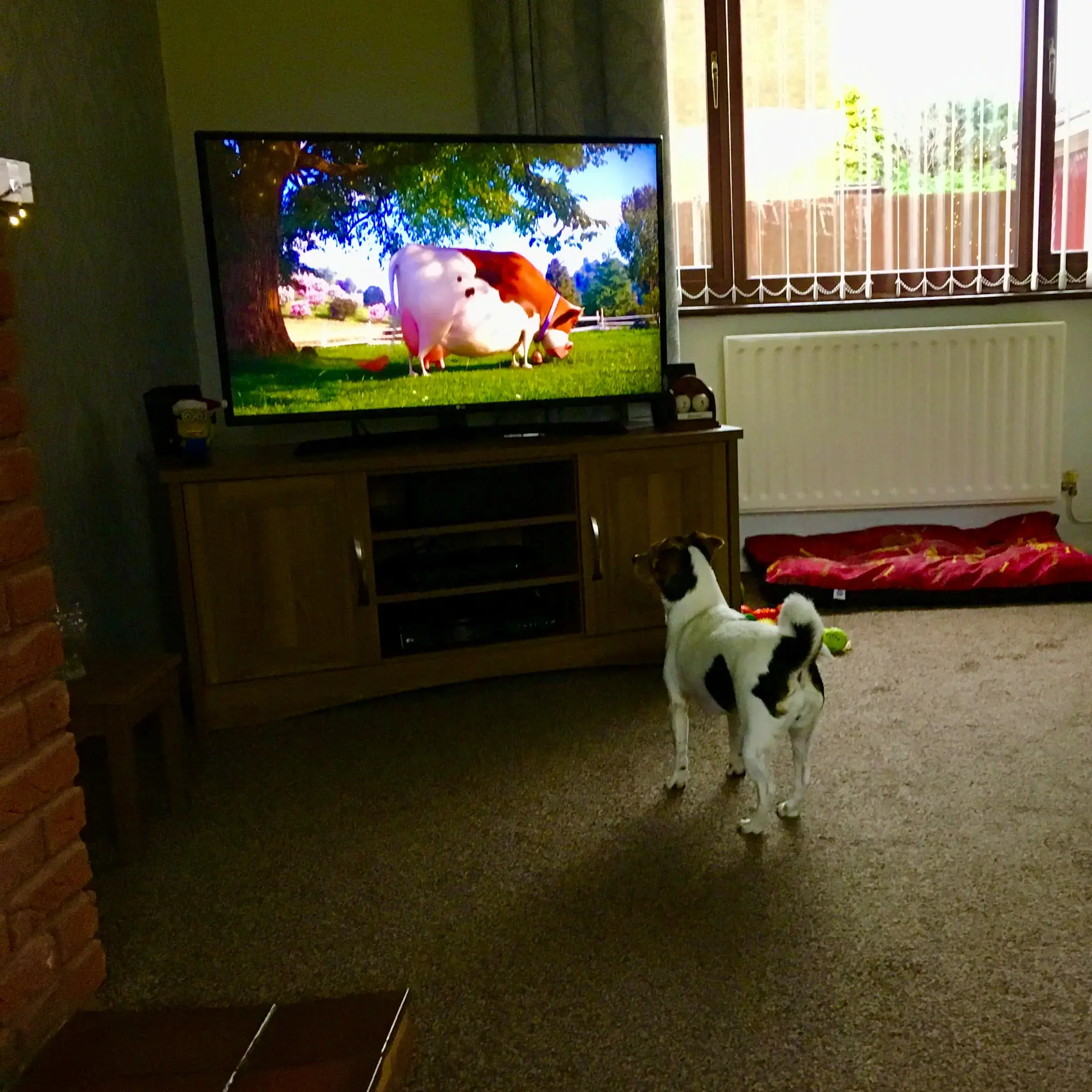 Jack Russell Terrier