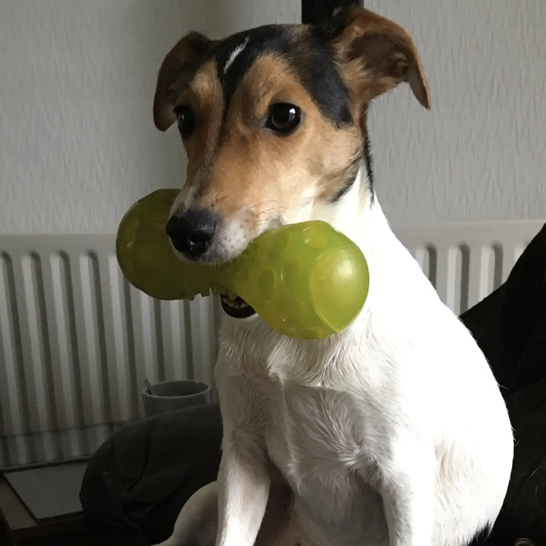 Jack Russell Terrier