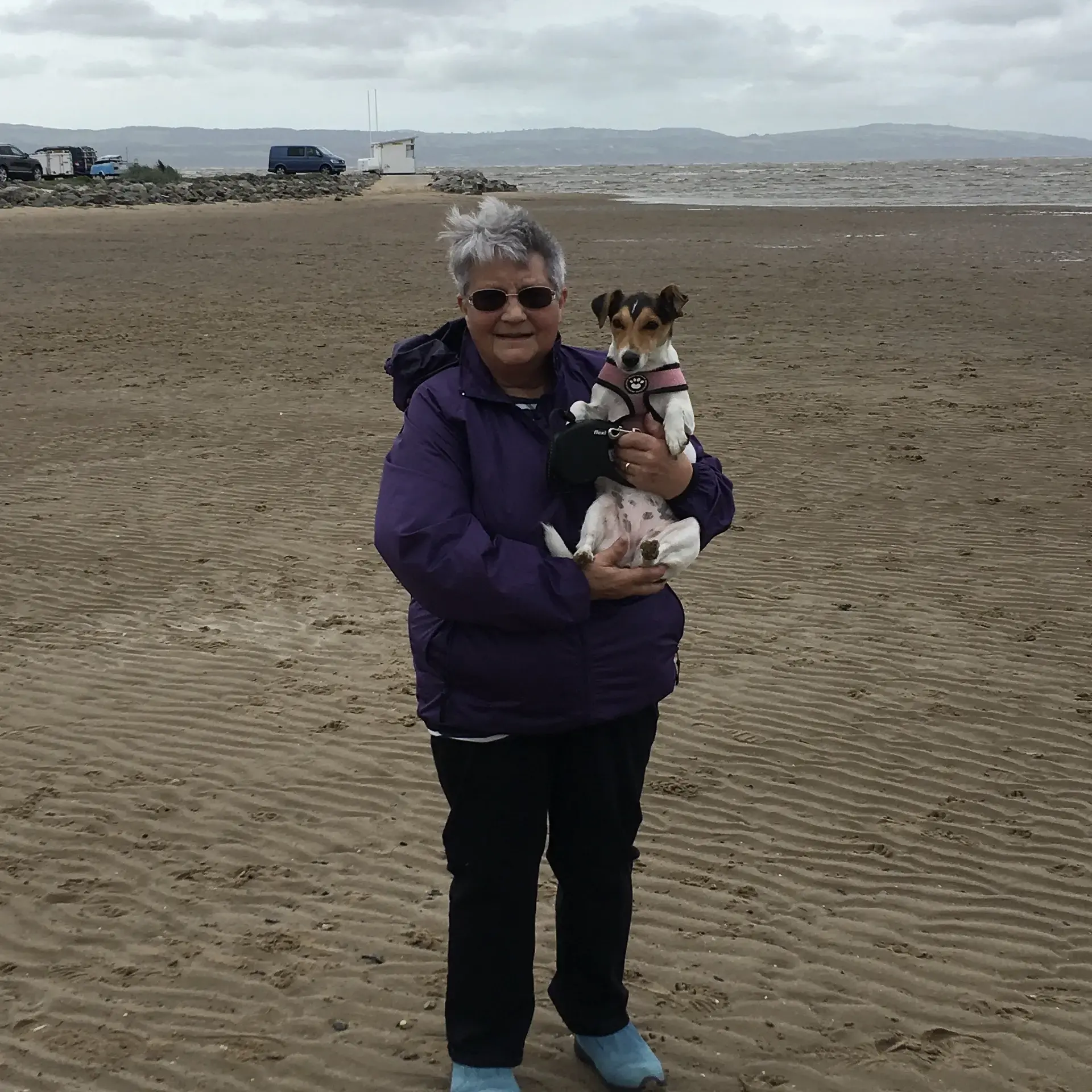 Jack Russell Terrier