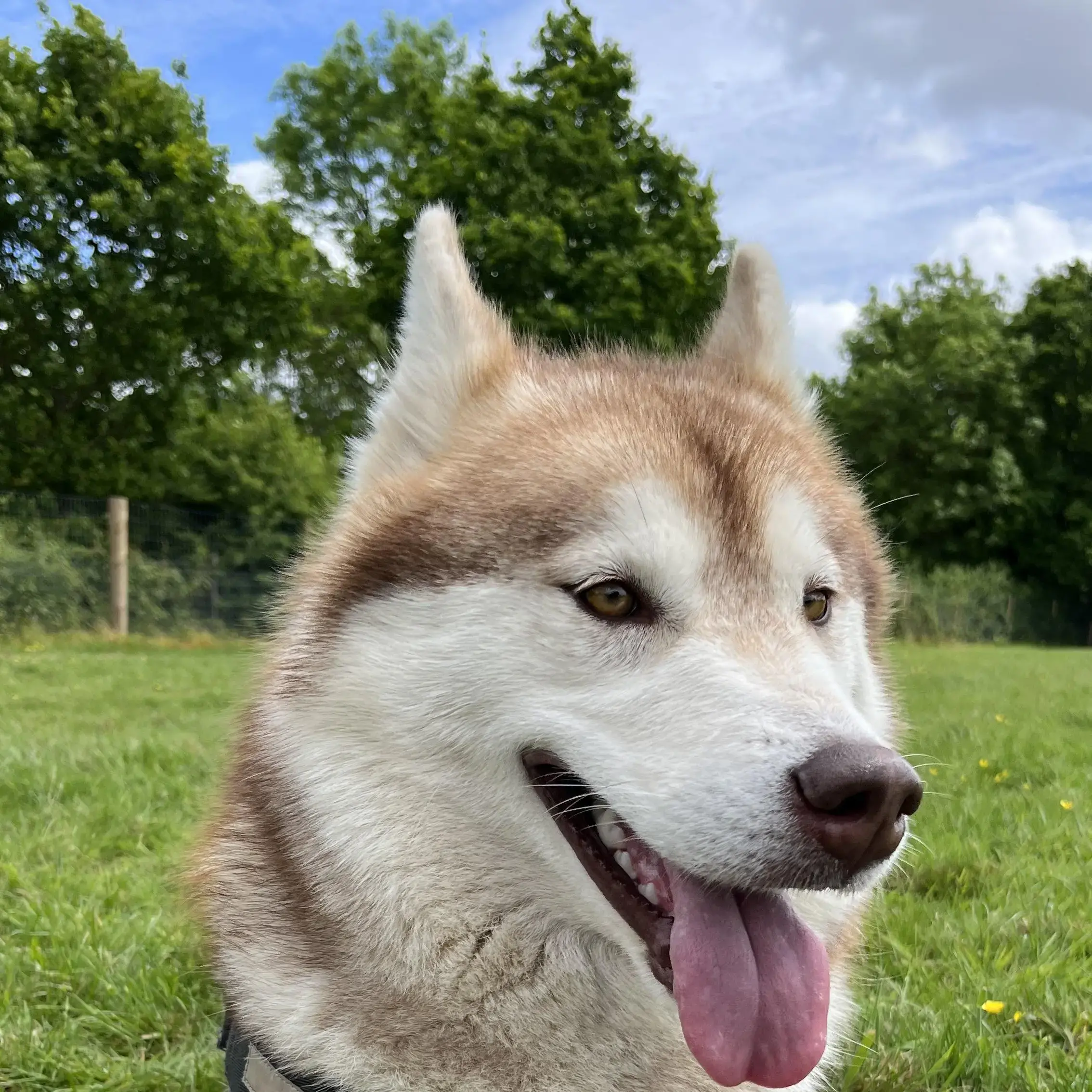 Alaskan Malamute