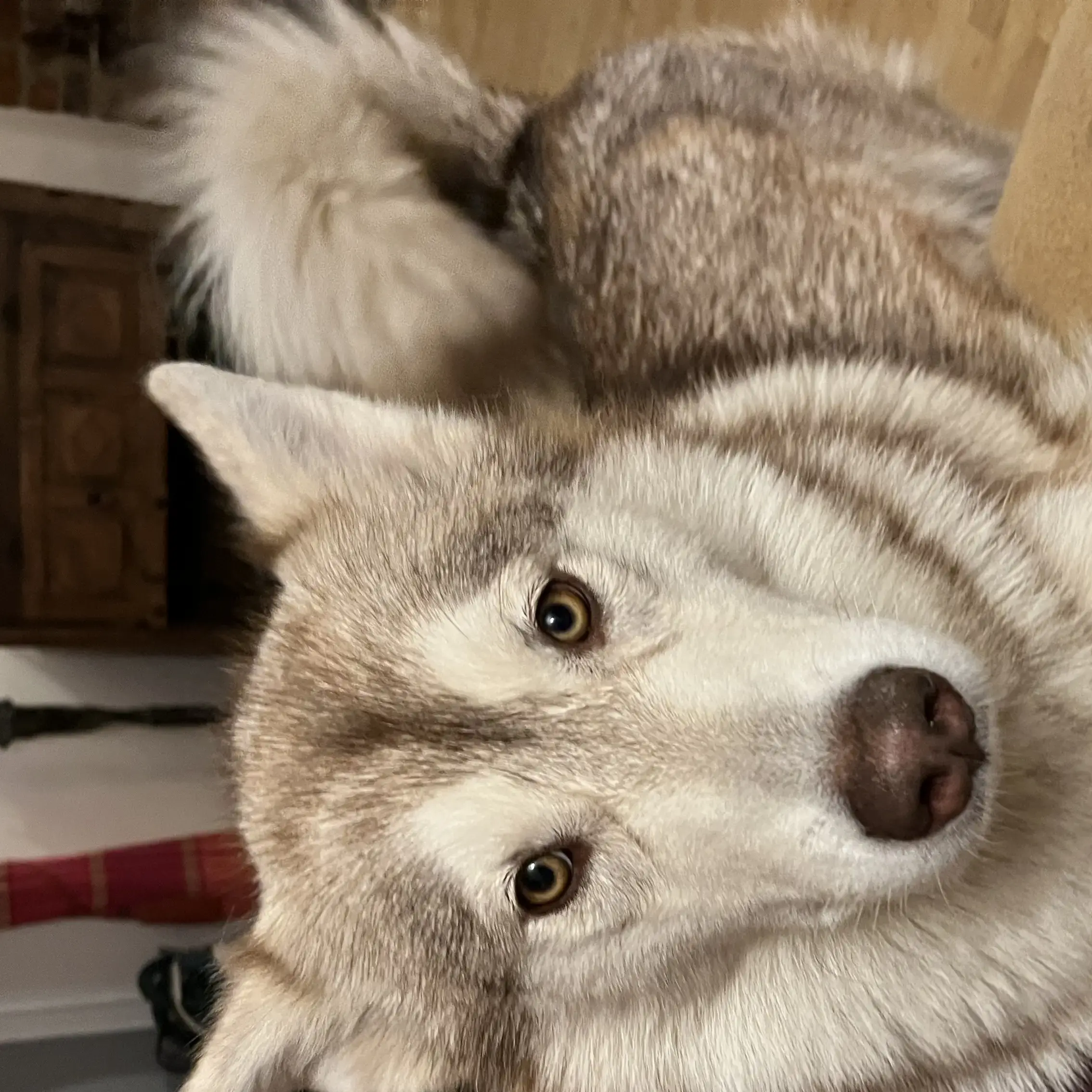 Alaskan Malamute