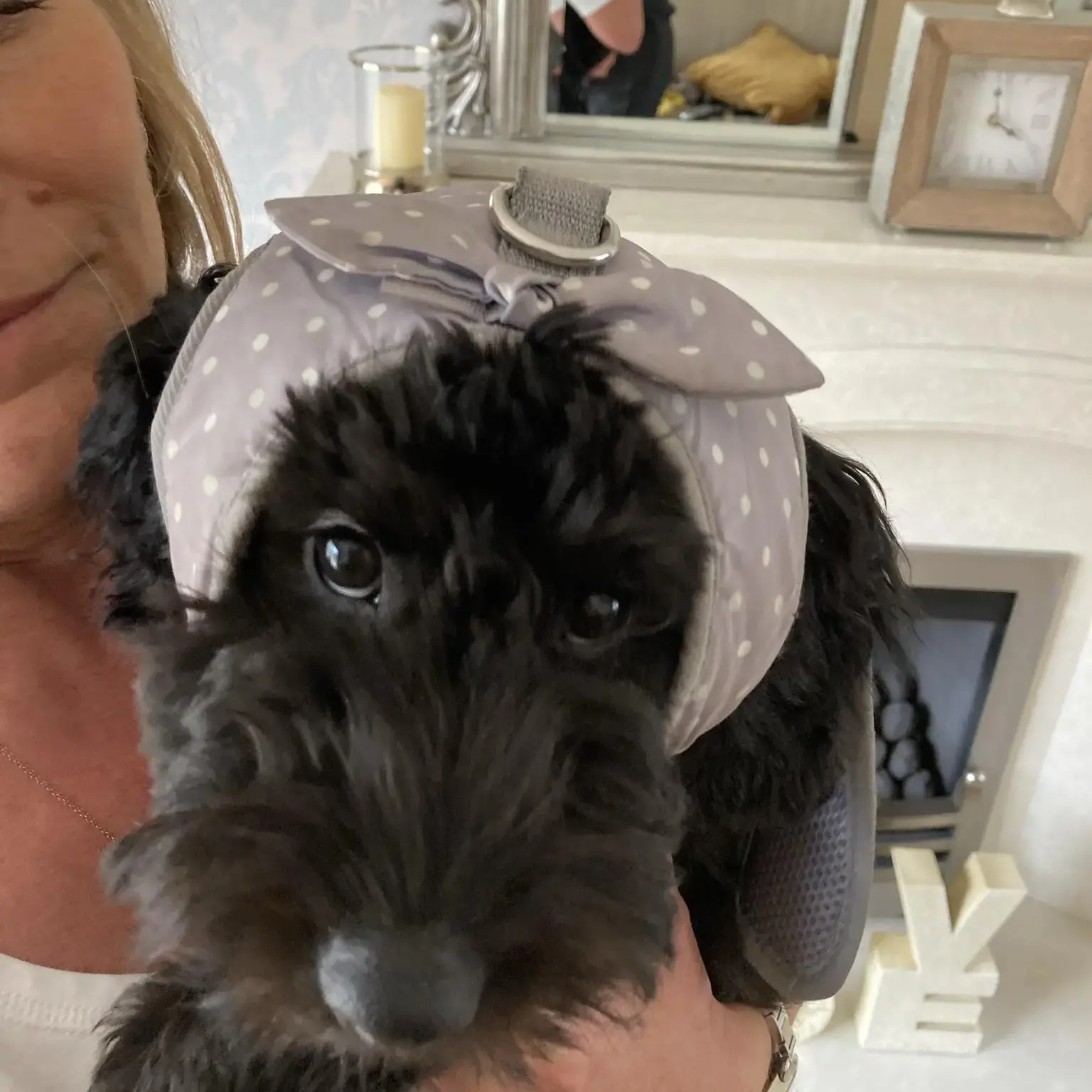 Cockapoo