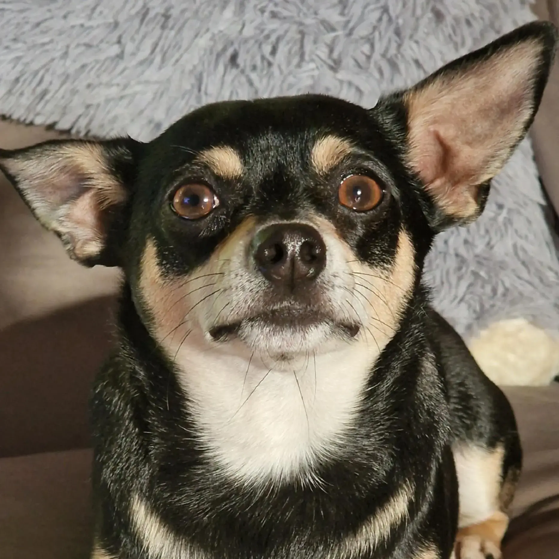 Chihuahua (Smooth Coat)
