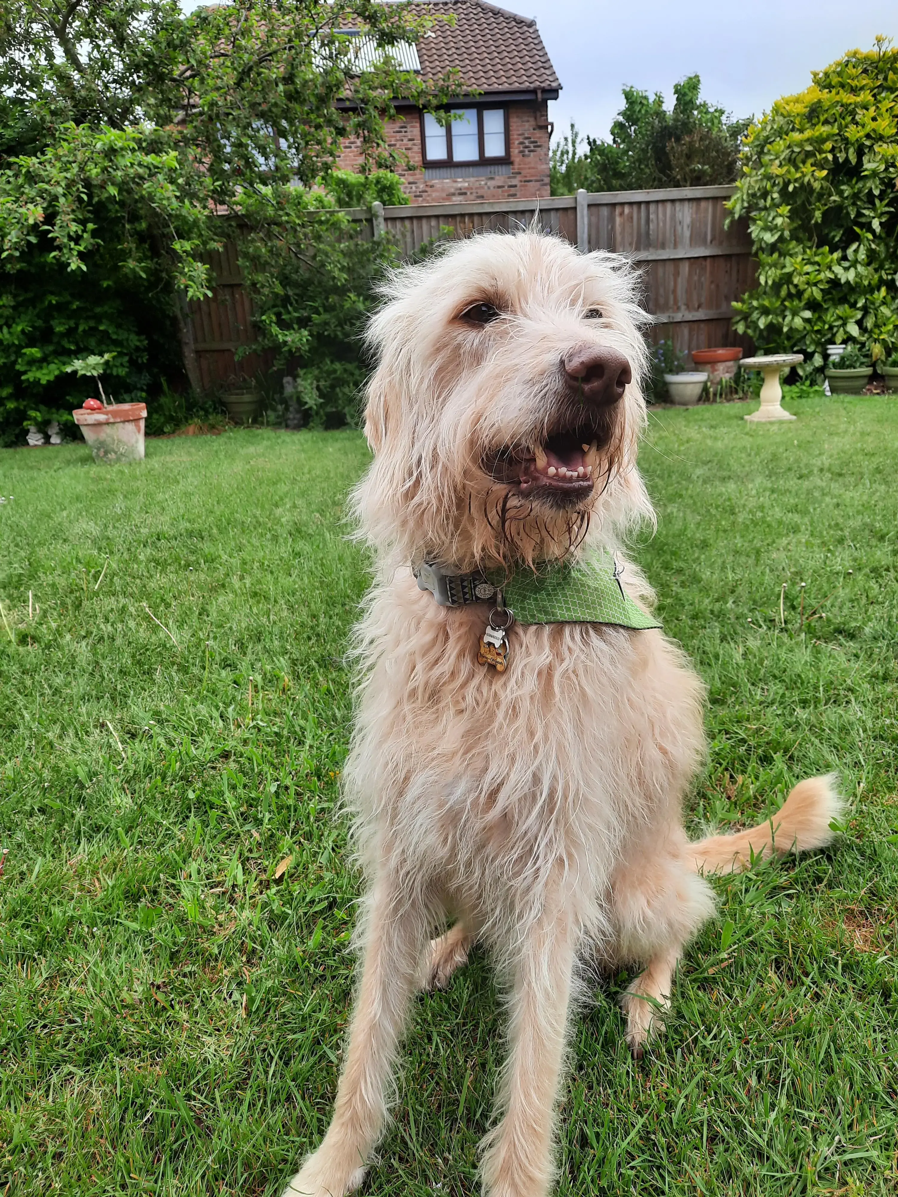 Labradoodle