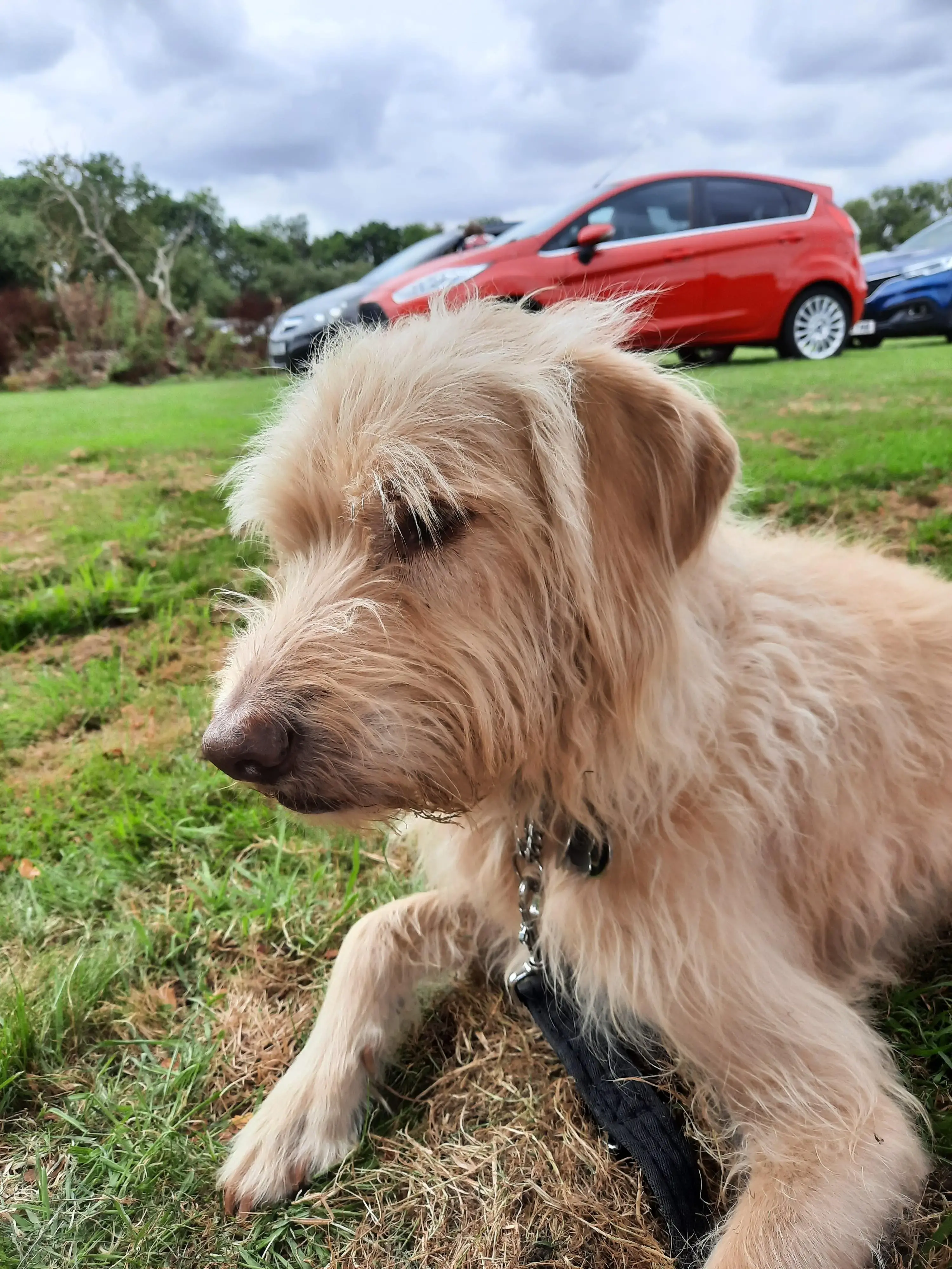 Labradoodle