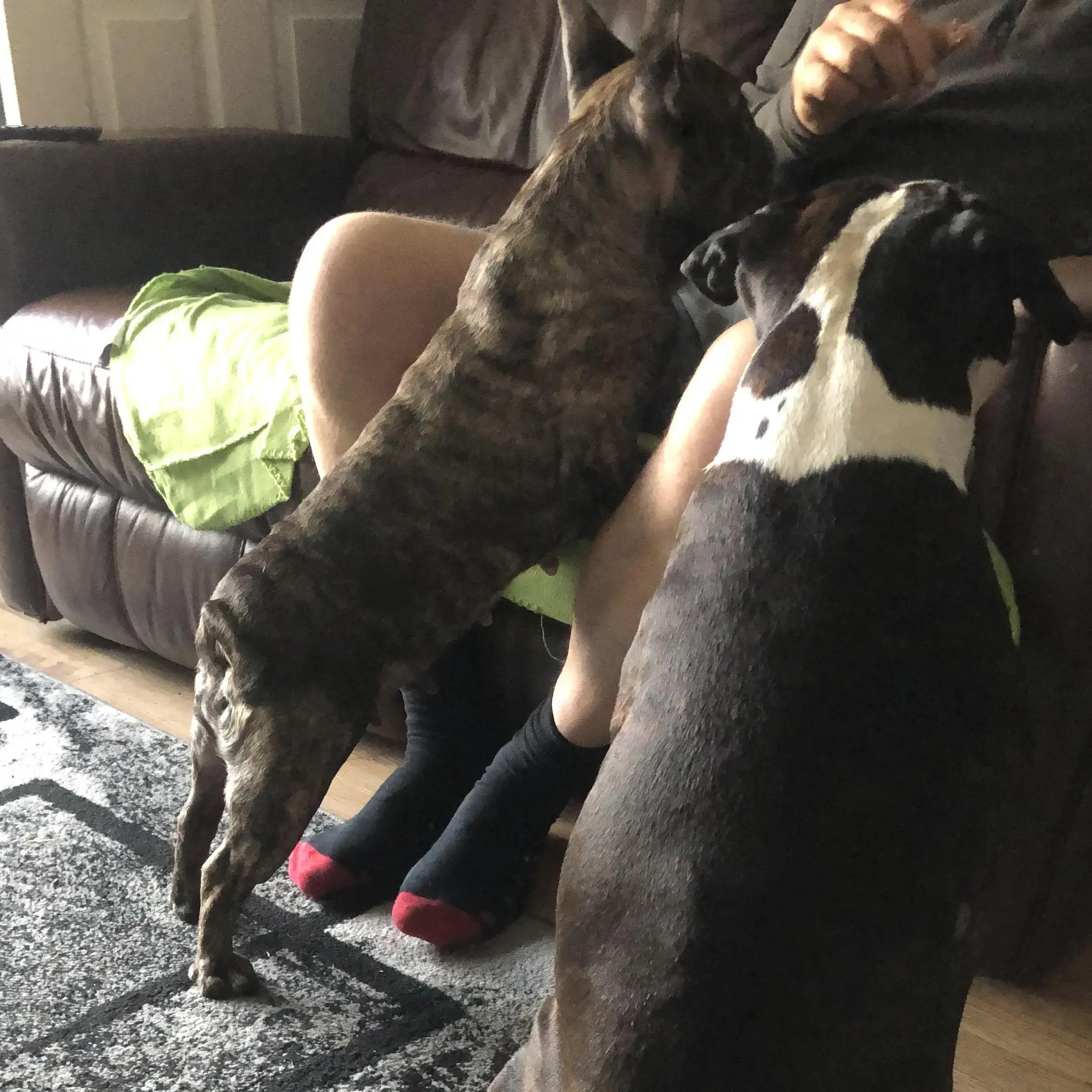 Staffordshire Bull Terrier