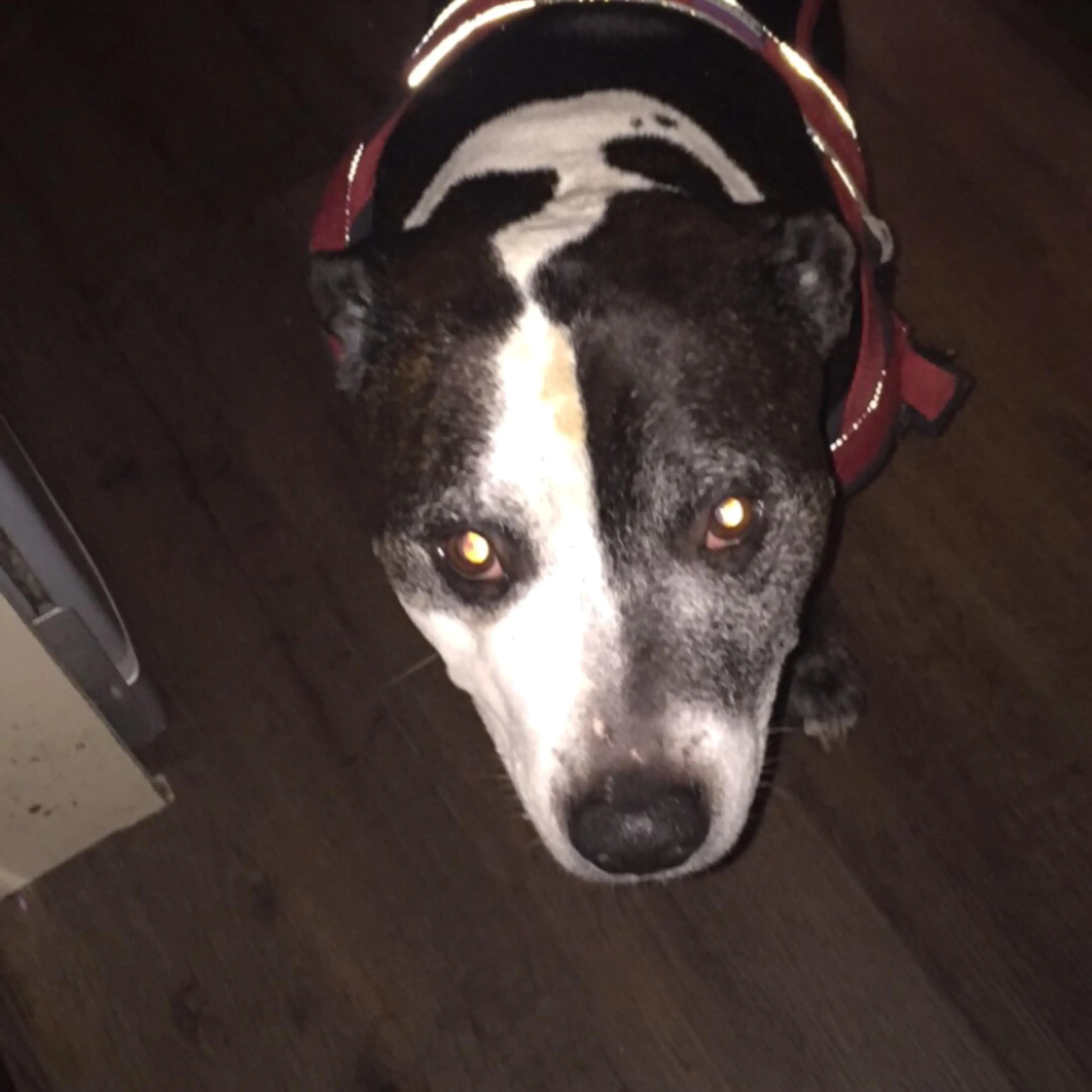 Staffordshire Bull Terrier