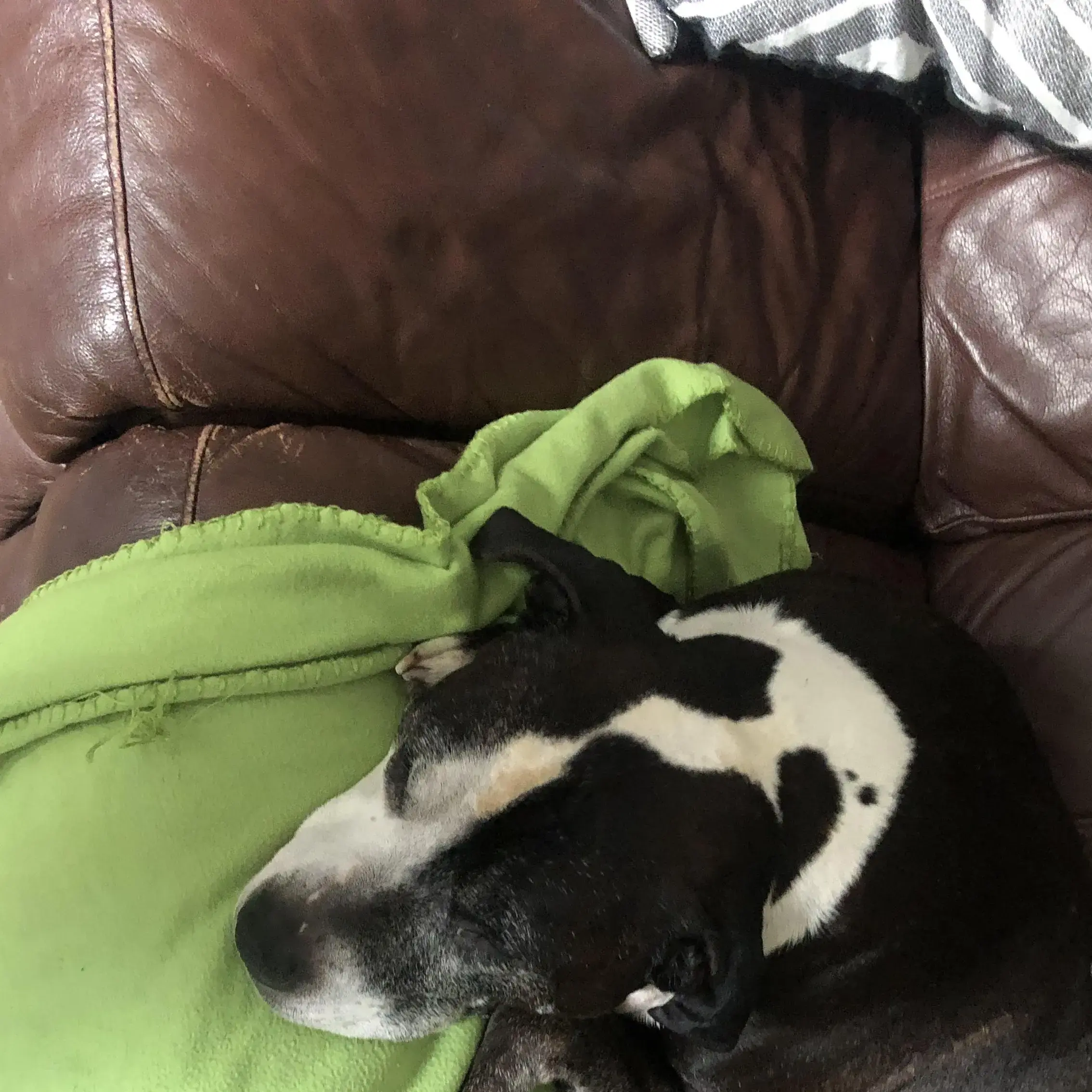 Staffordshire Bull Terrier