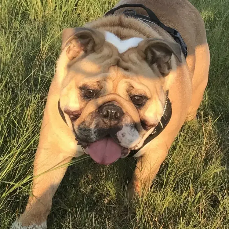 Bulldog