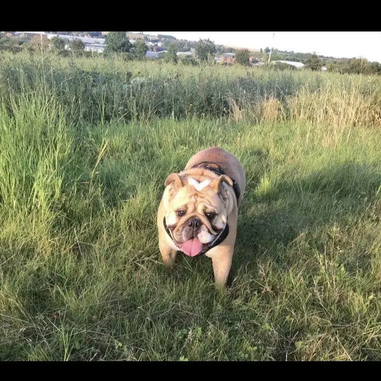 Bulldog