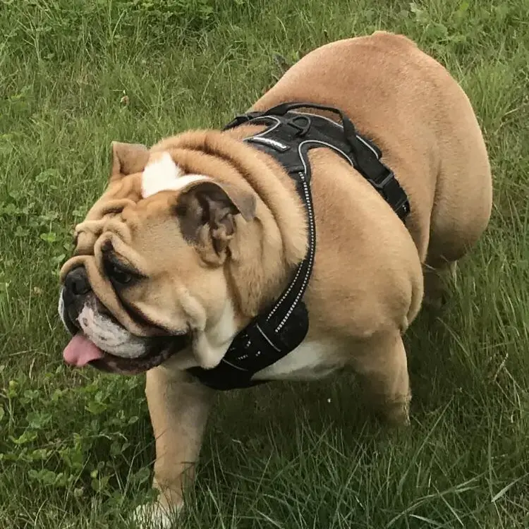 Bulldog