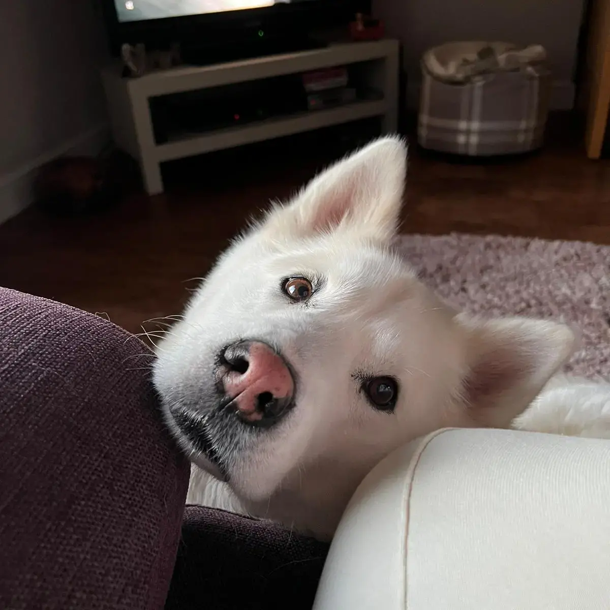 Siberian Husky