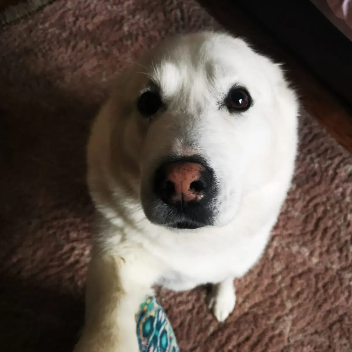 Siberian Husky