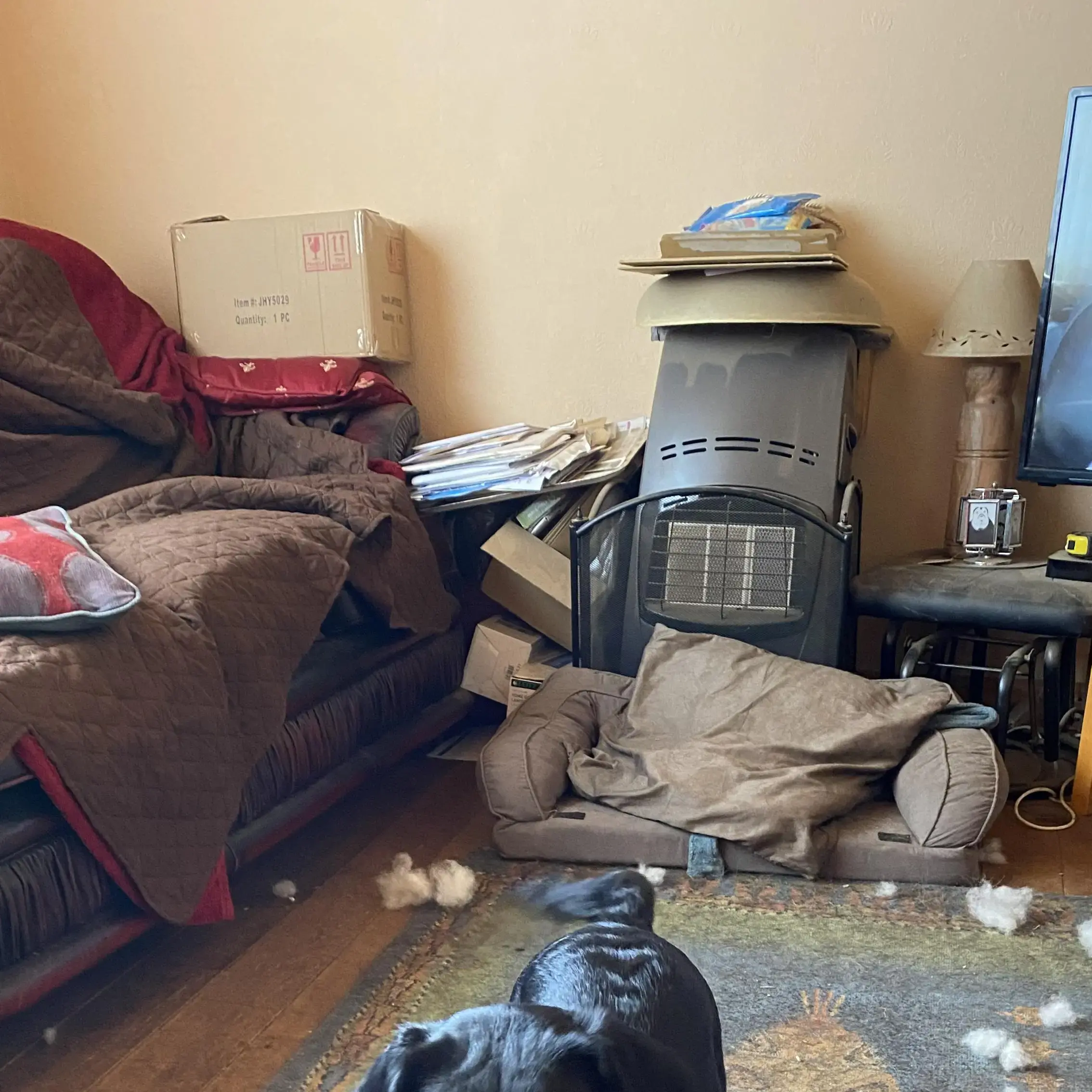 Cocker Spaniel (English)