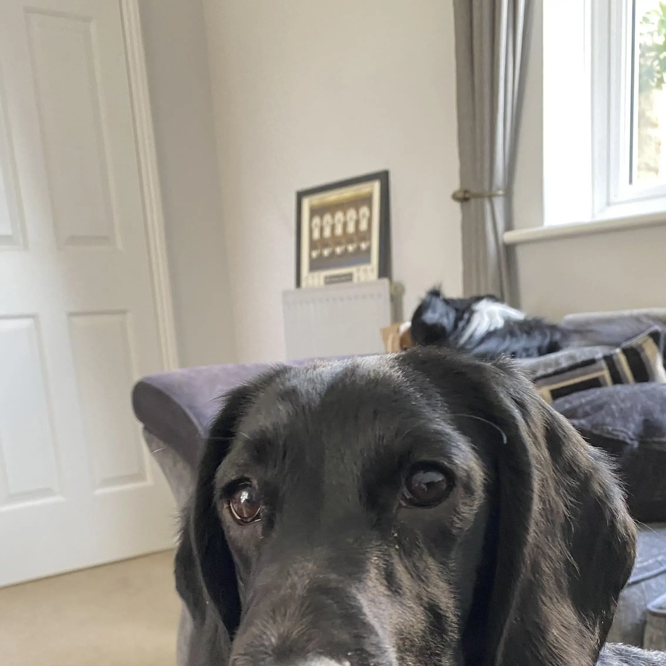 Cocker Spaniel (English)