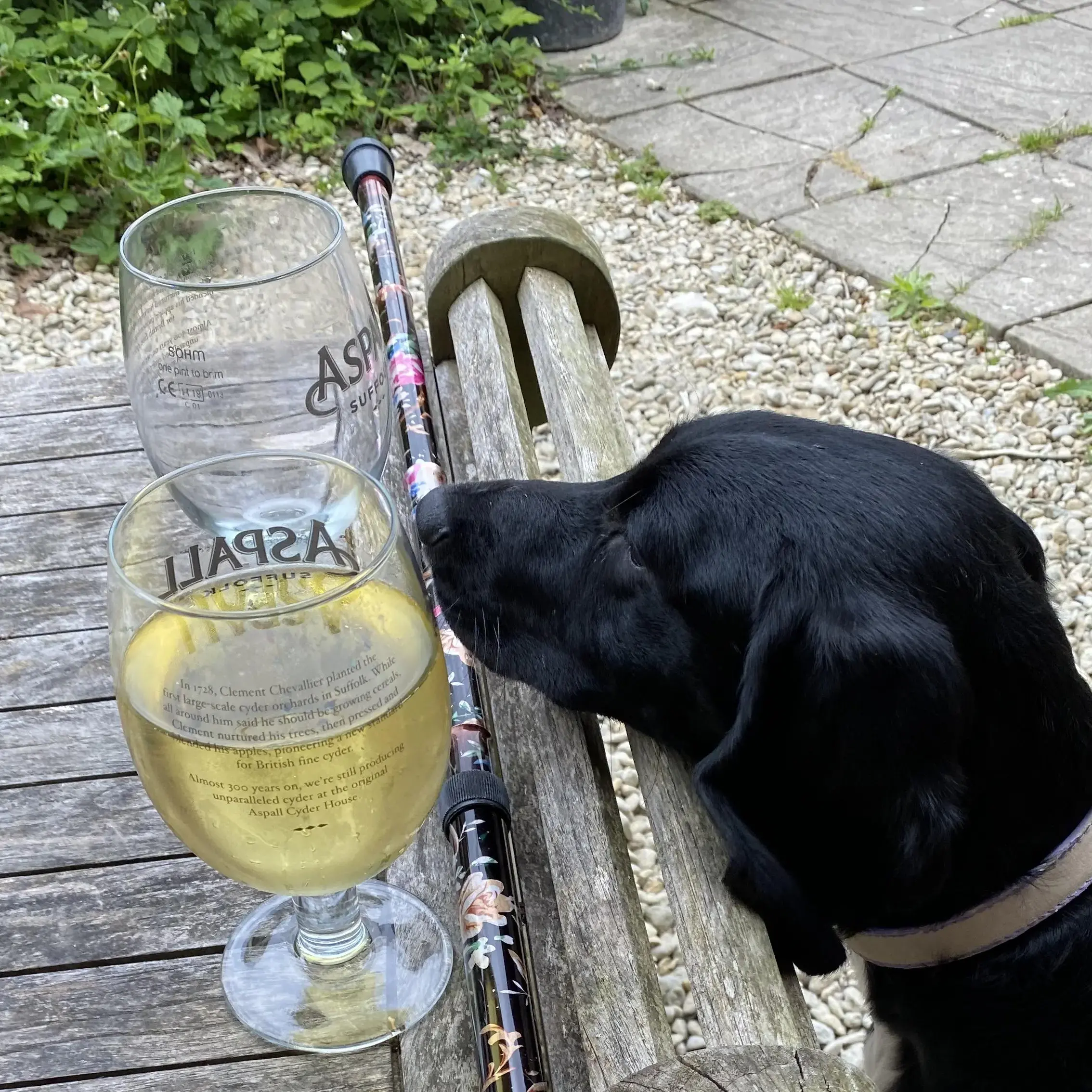 Cocker Spaniel (English)