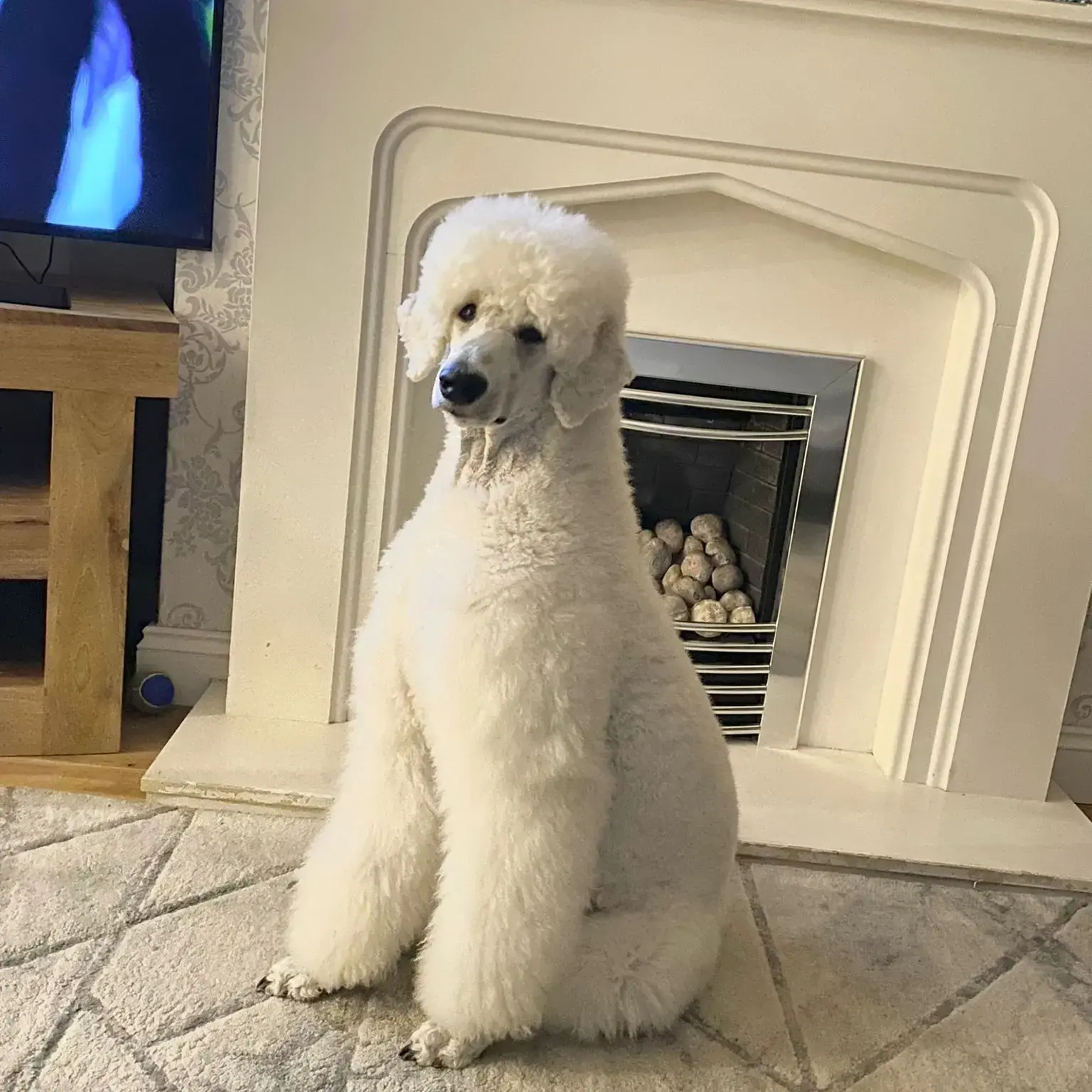 Poodle (Standard)