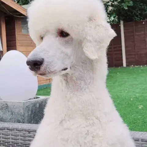 Poodle (Standard)