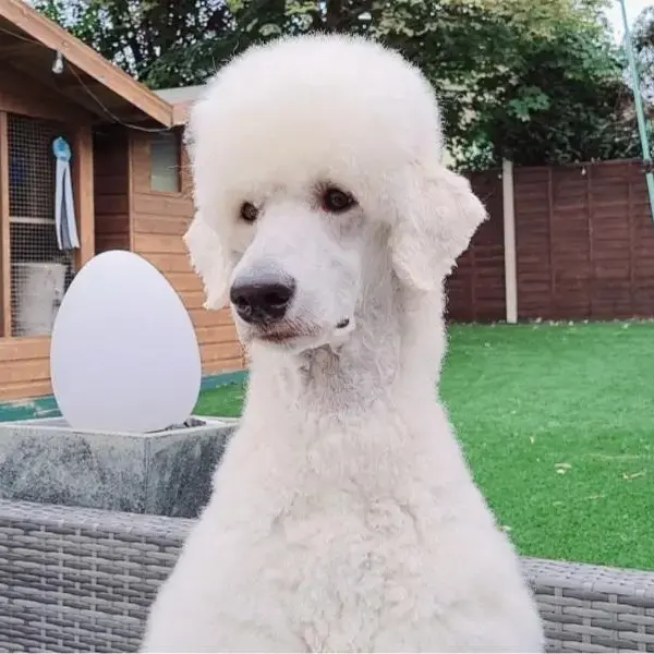 Poodle (Standard)