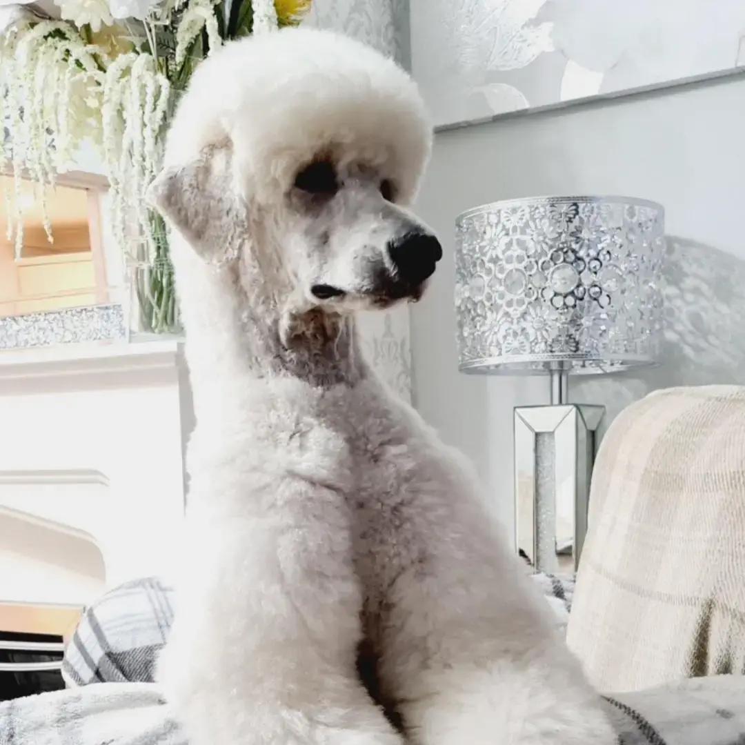 Poodle (Standard)