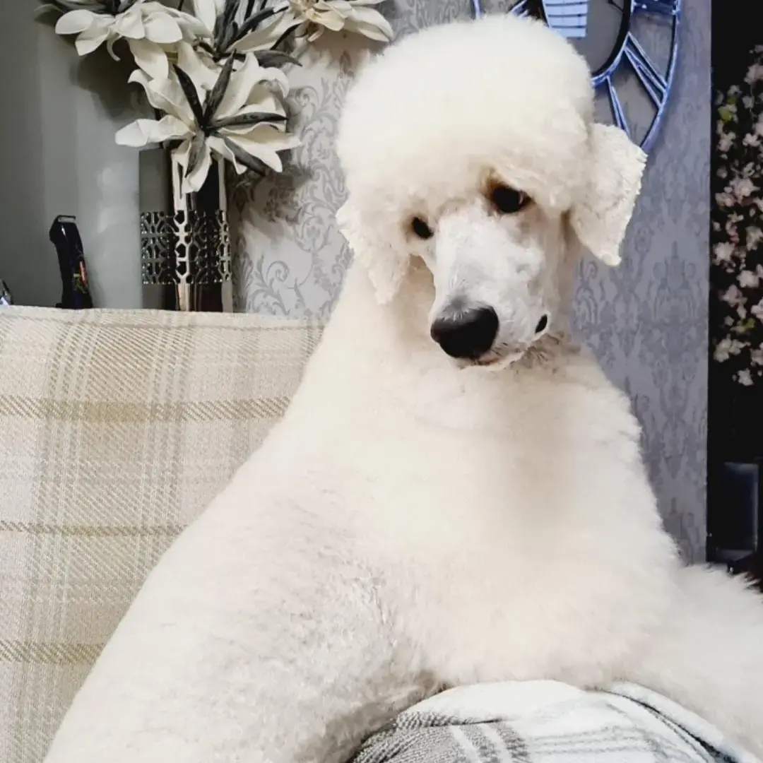 Poodle (Standard)