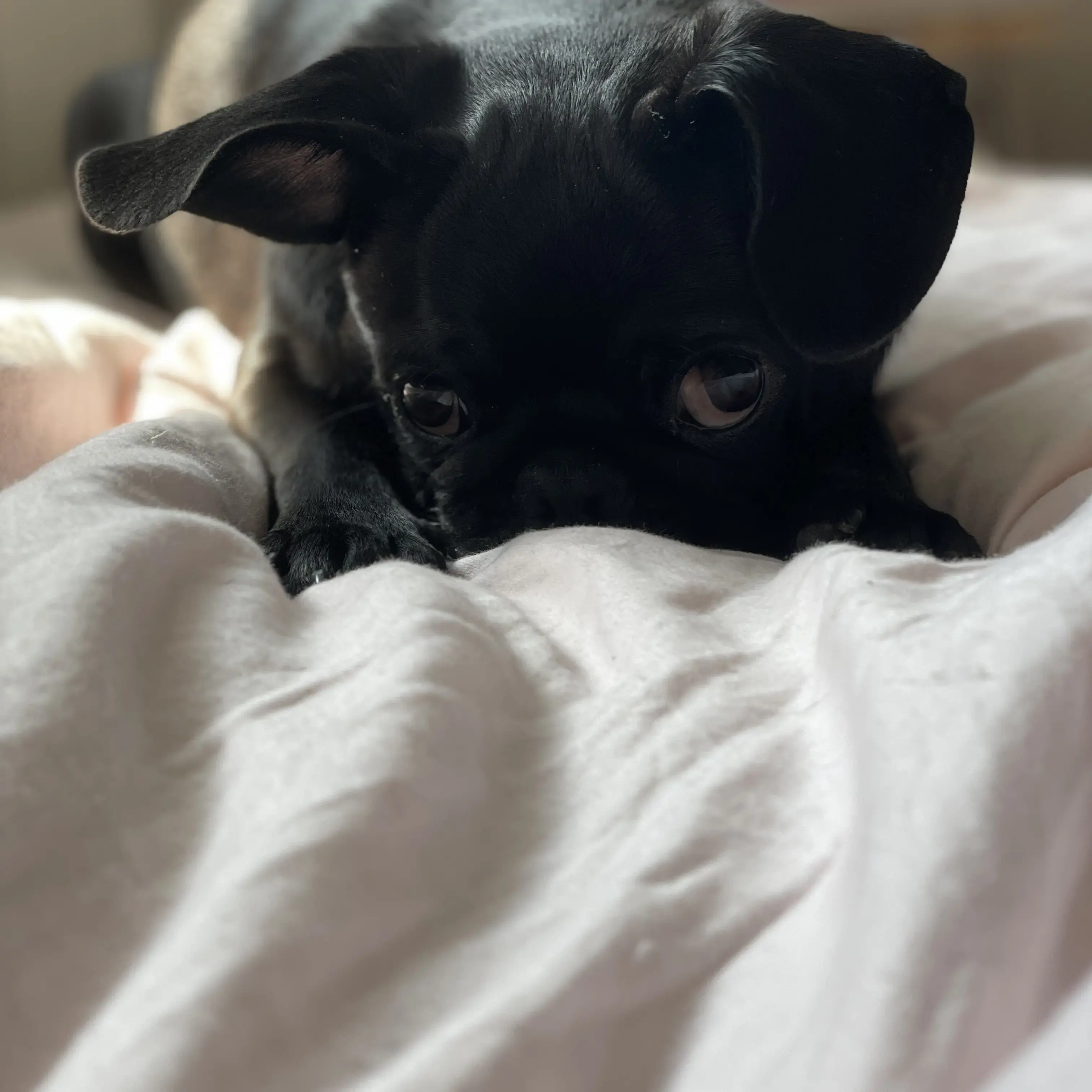 Pug